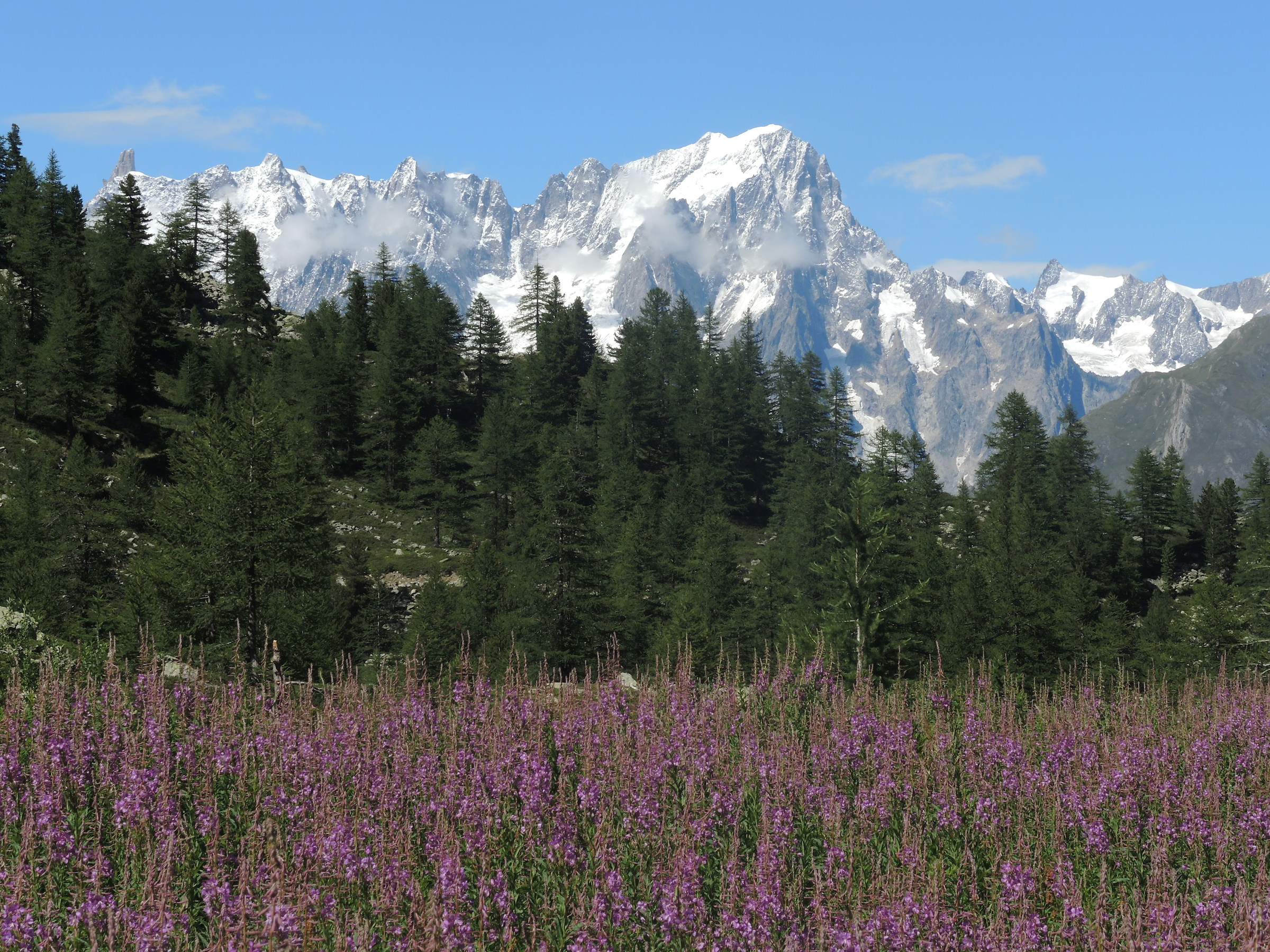 The Grandes Jorasses dressed in epilobes