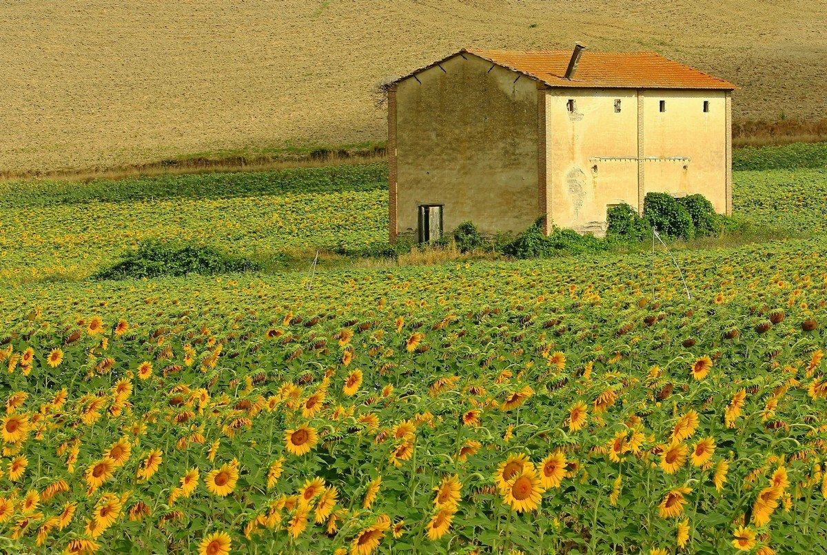 La casetta dei girasoli