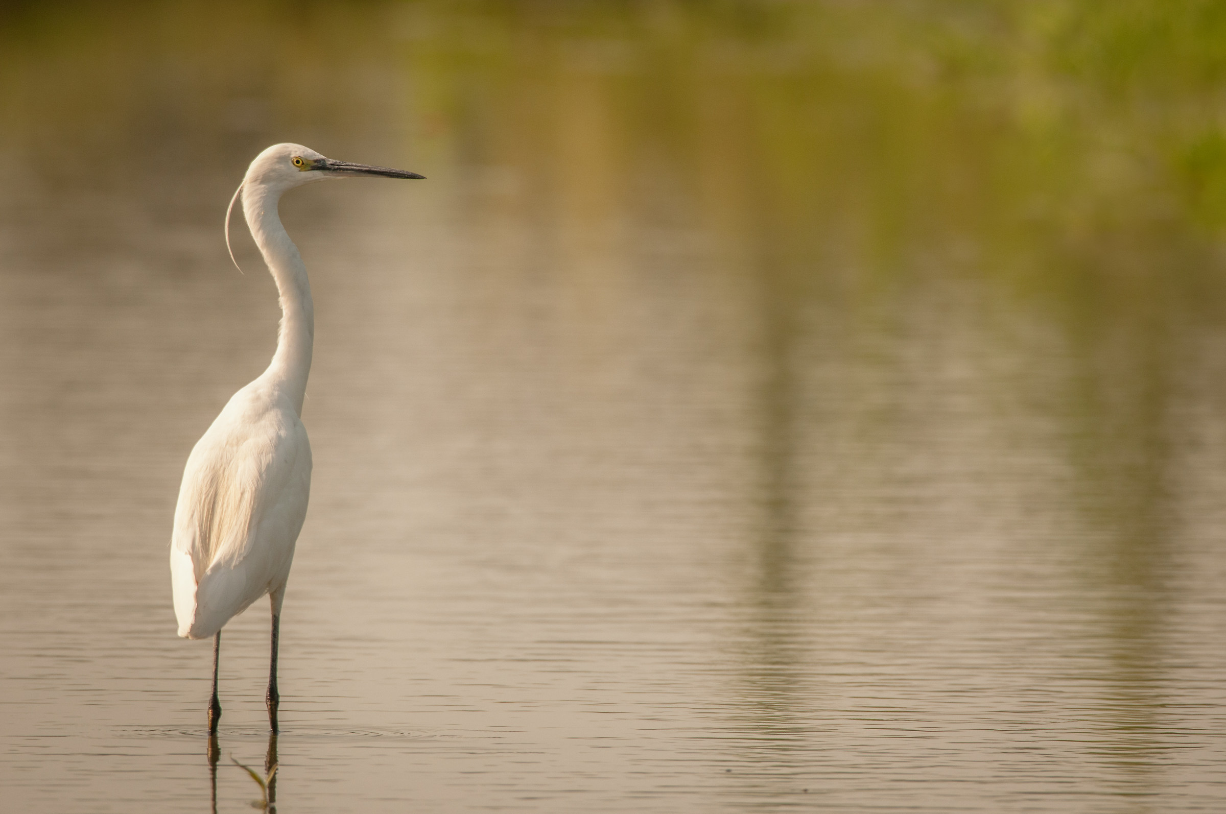 Egret