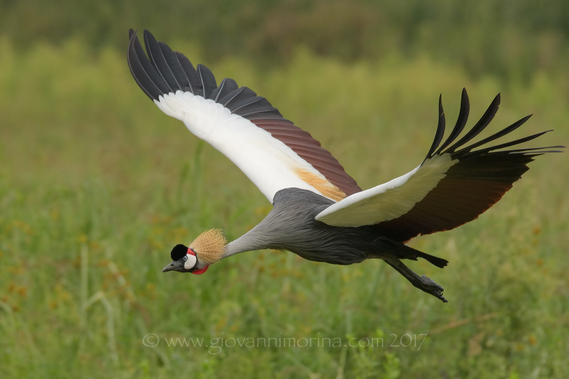 Crowned Crane