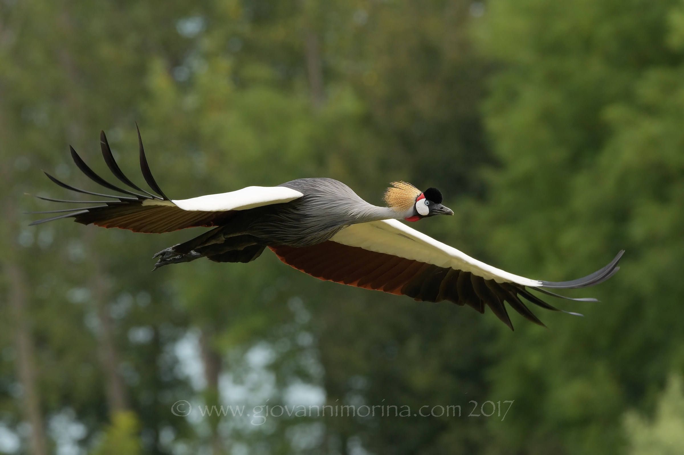 The crowned crane flight