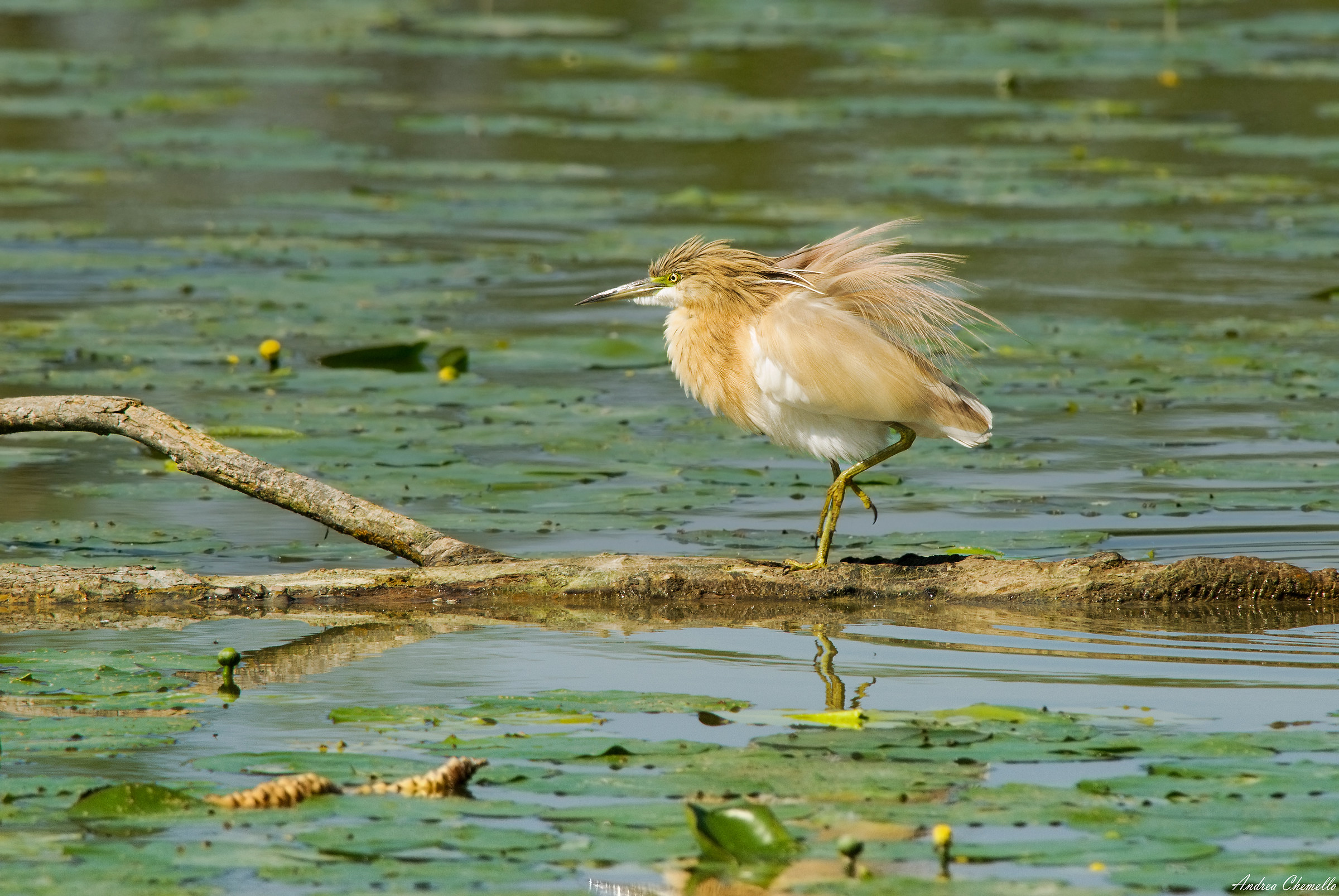 Shrub Sgarza (Ardeola ralloides)