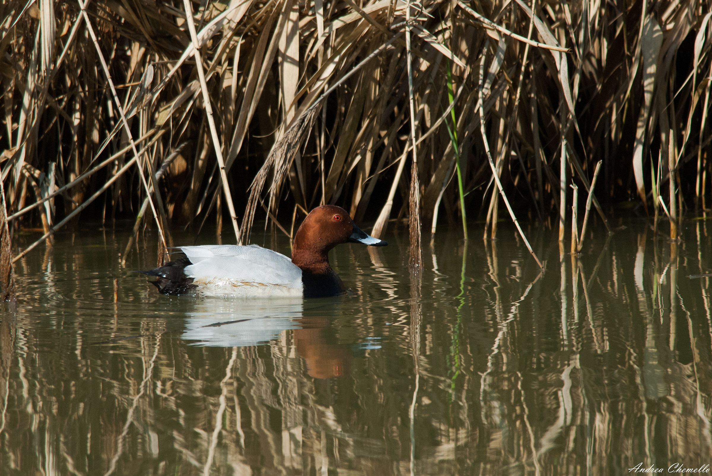 Moriglione (Aythya ferina)