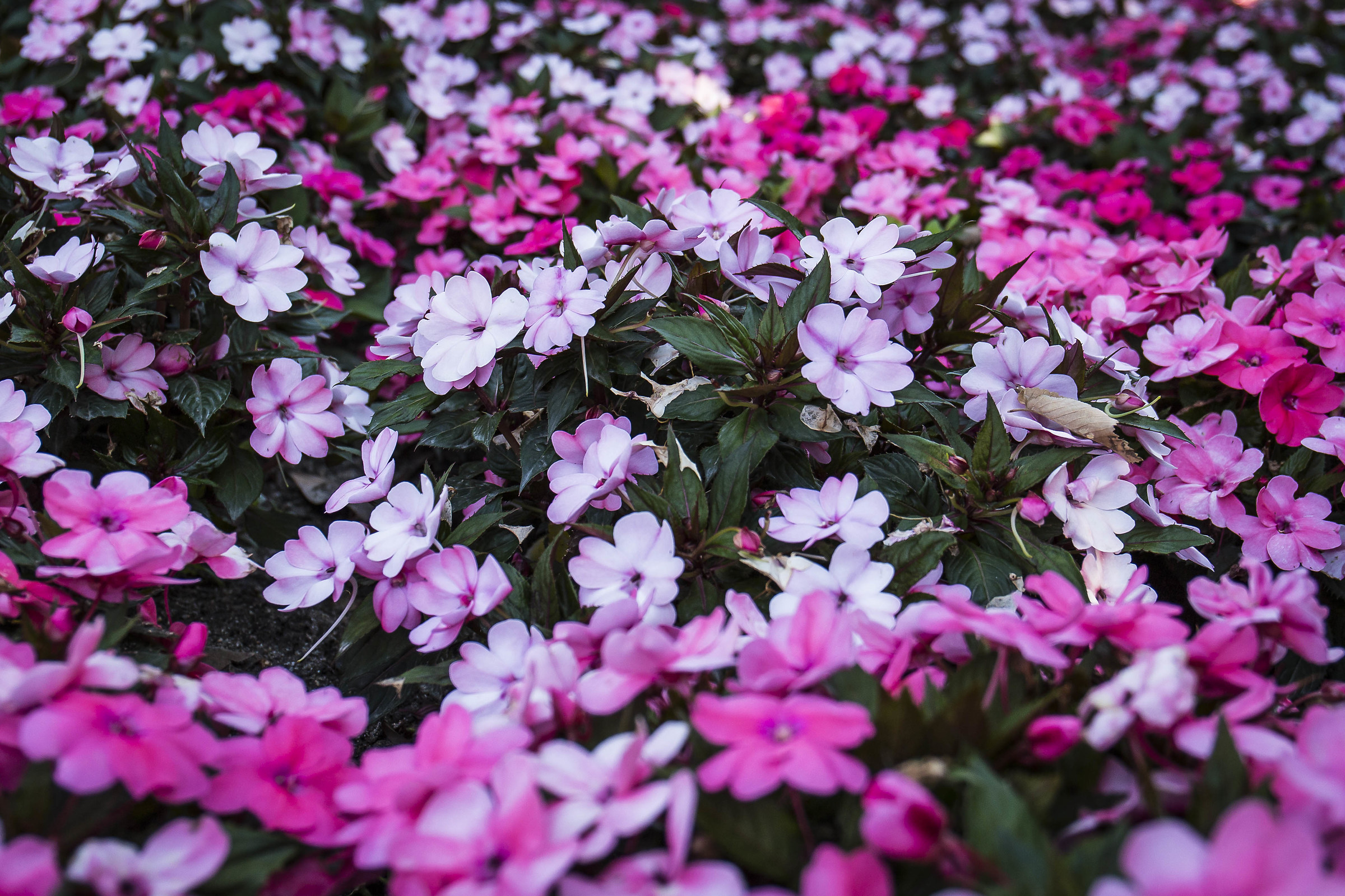 Fiori Parque de Ritiro