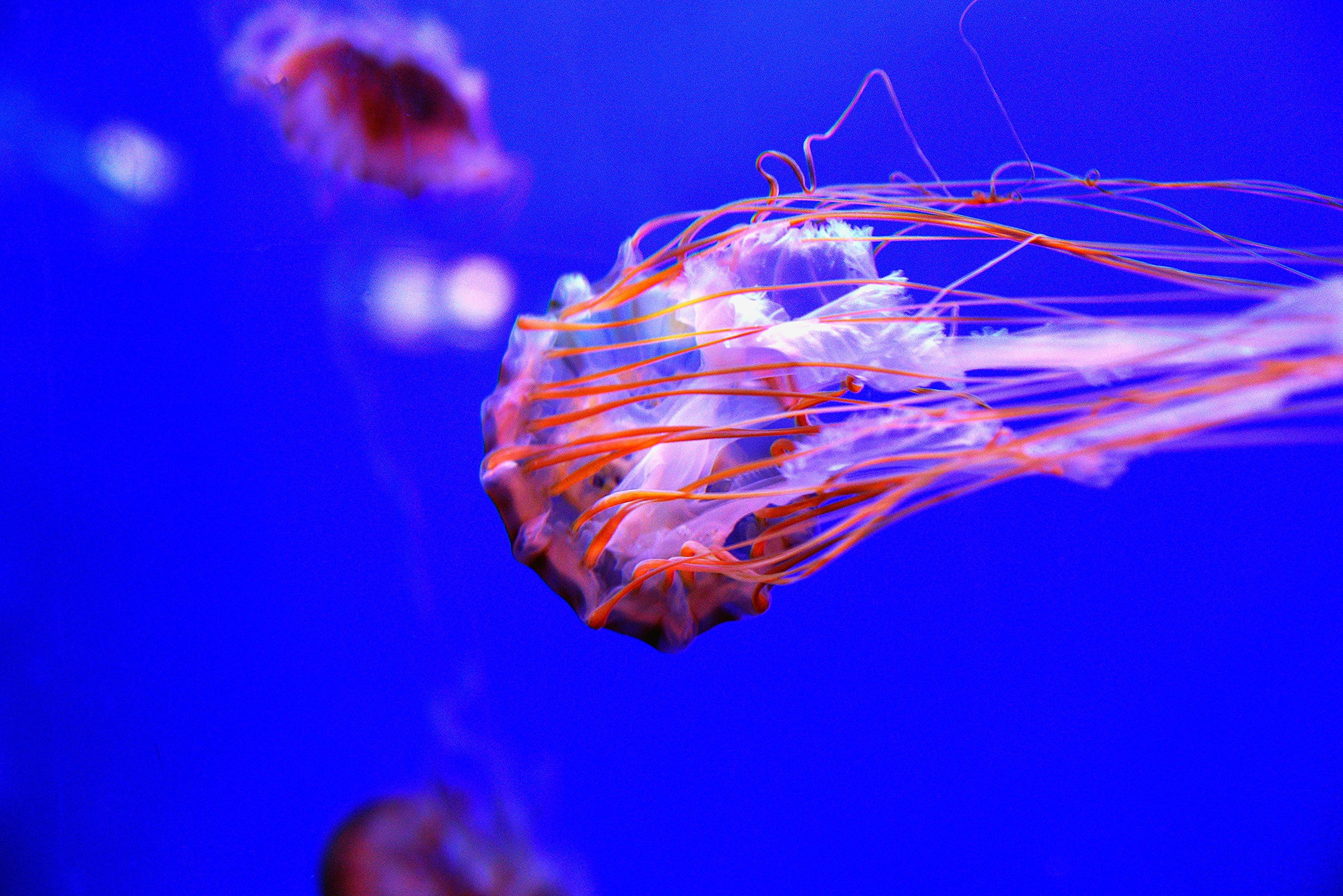 Jellyfish