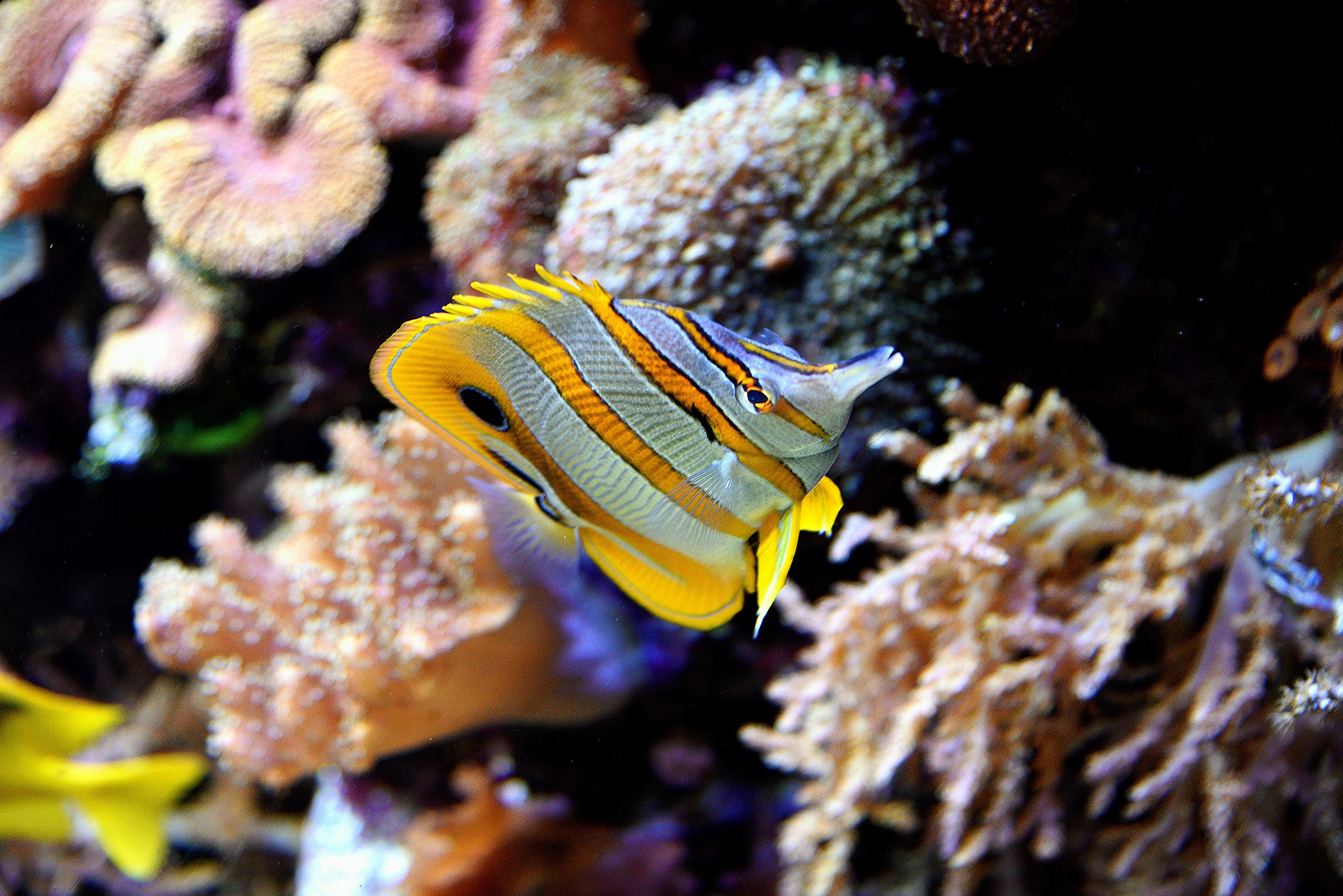 Yellow Row Fish