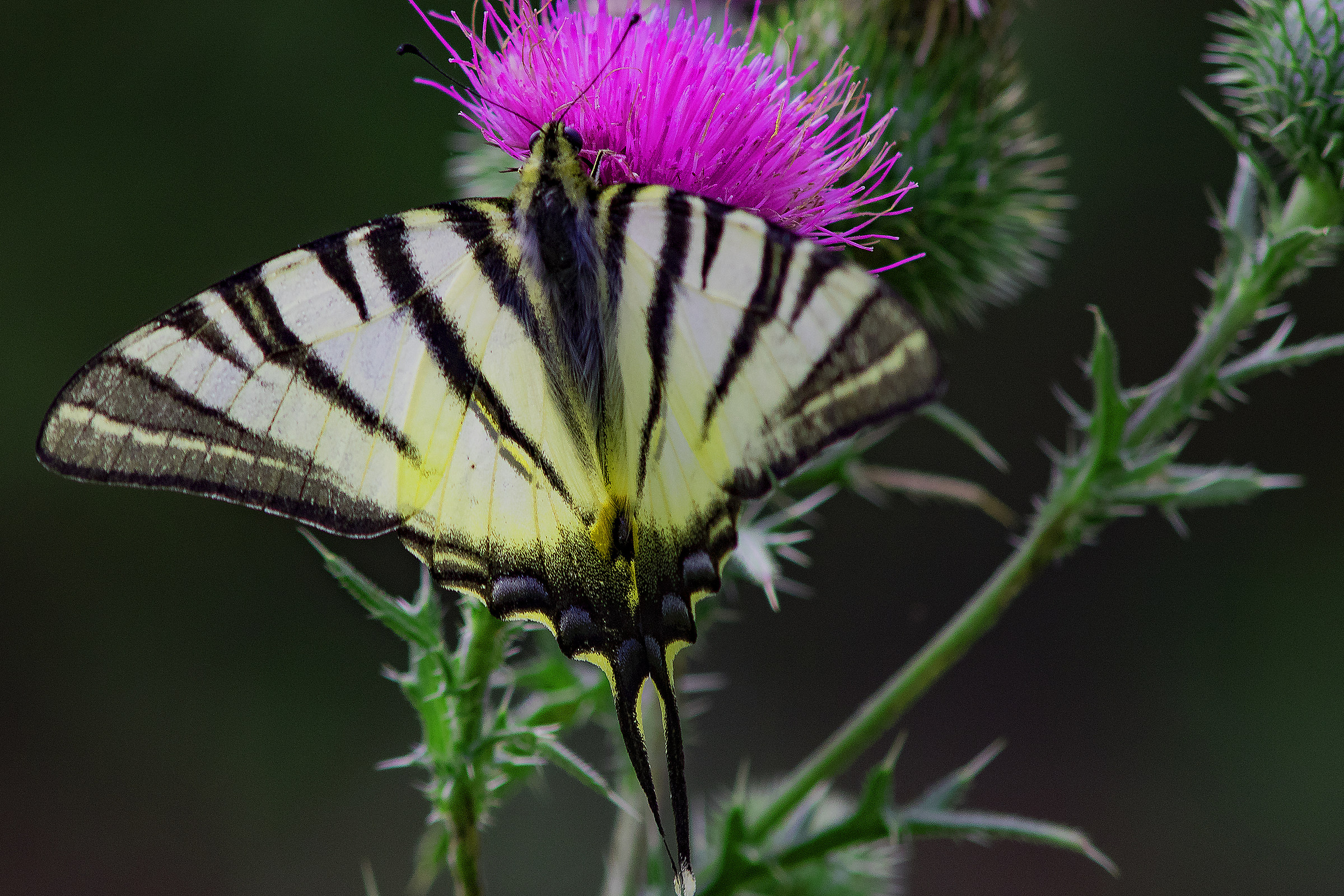 I'm the most beautiful in the realm (maybe)