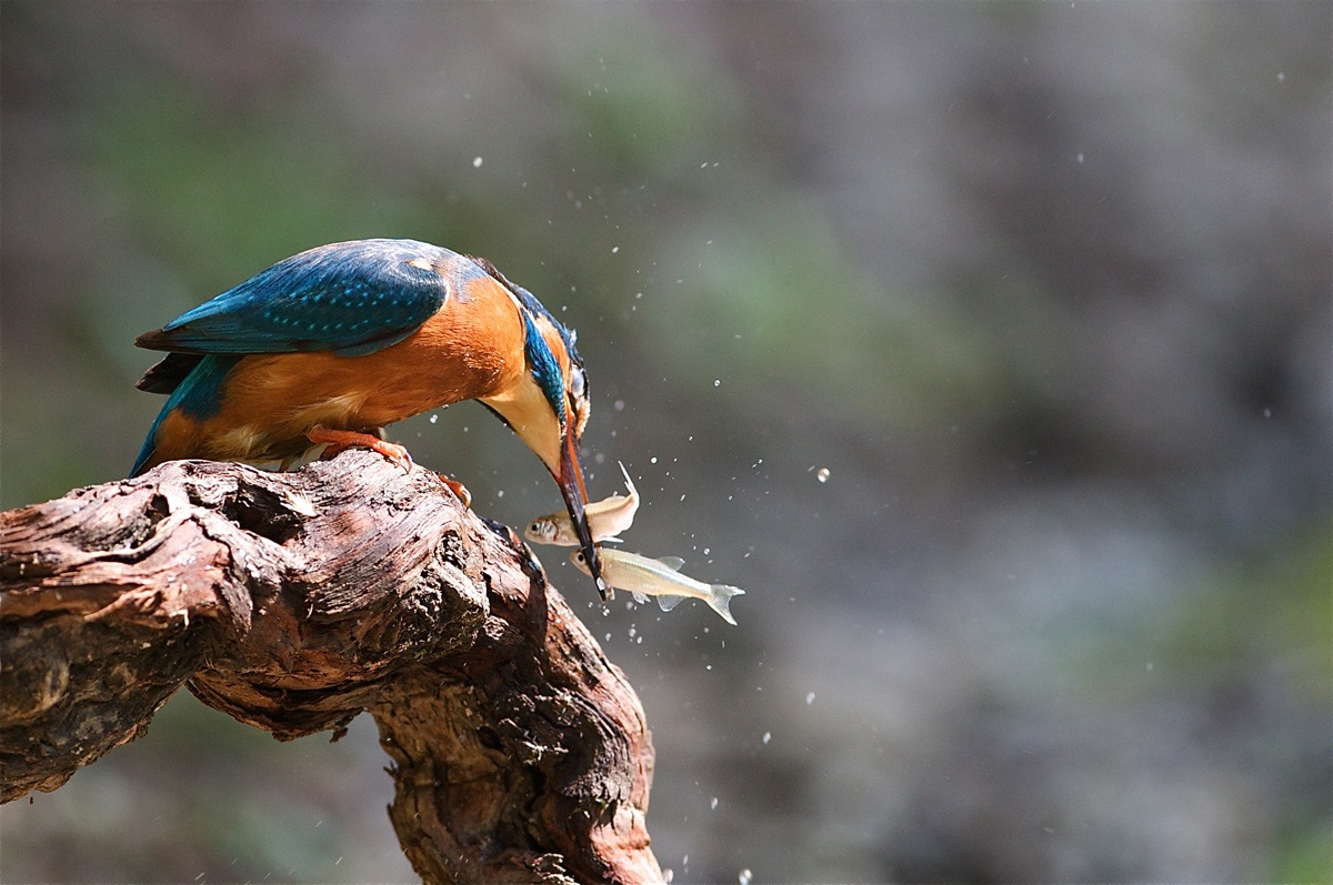 Arte Circense.Sono un giocoliere parola di Kingfischer