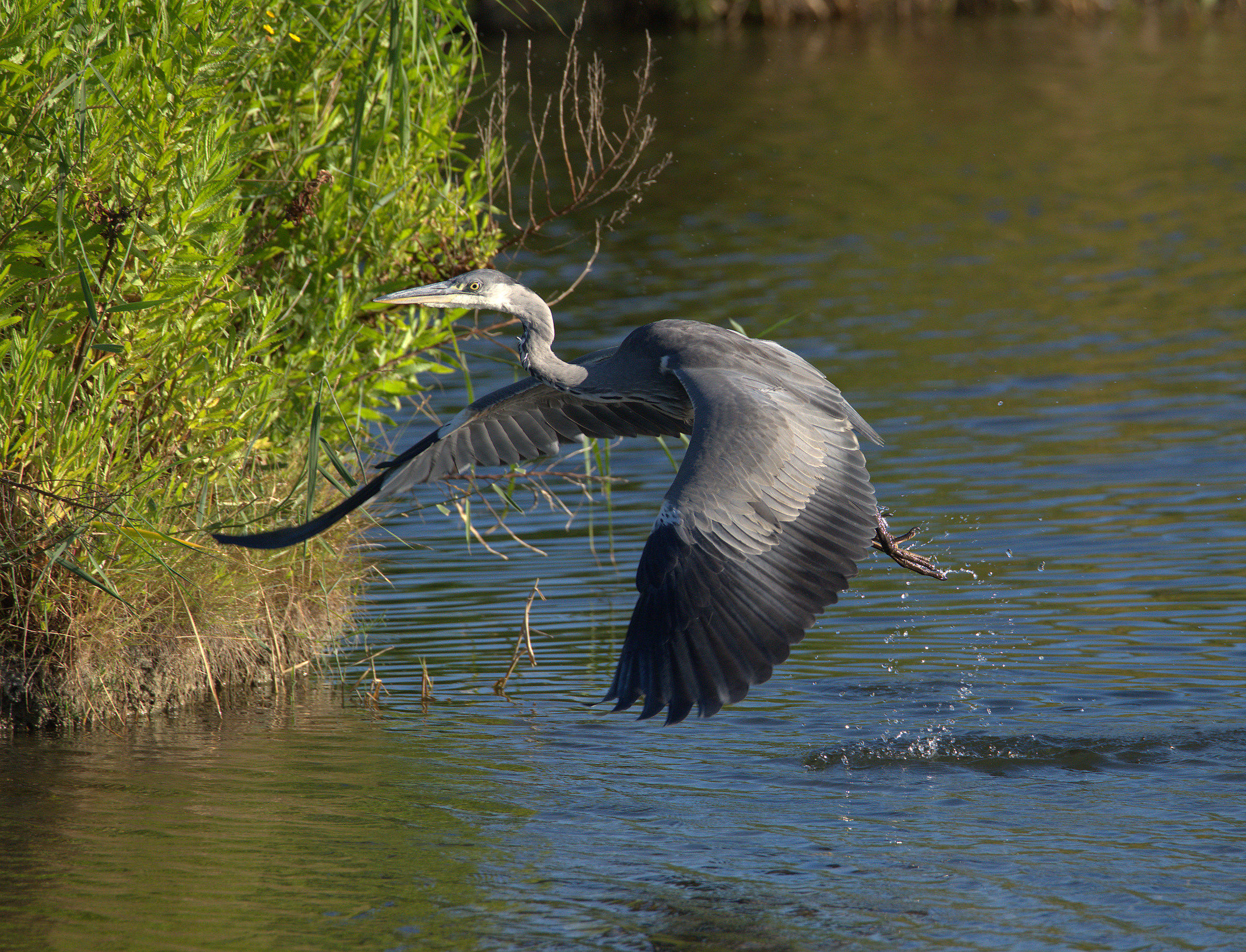 Grass heron