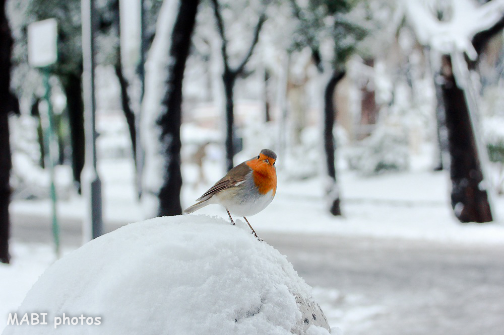 The robin looking for food