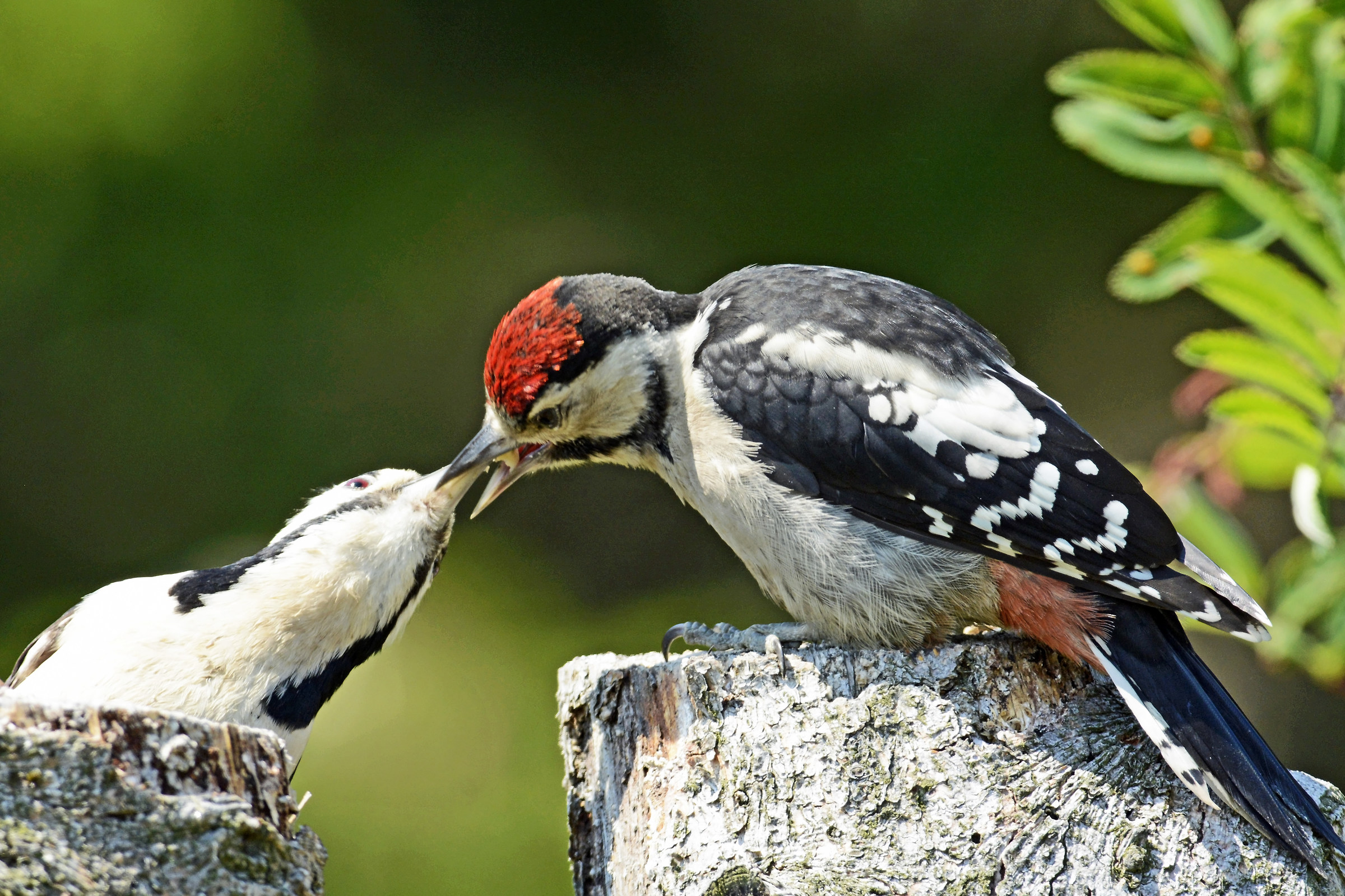 Red woodpecker_Imbeccata