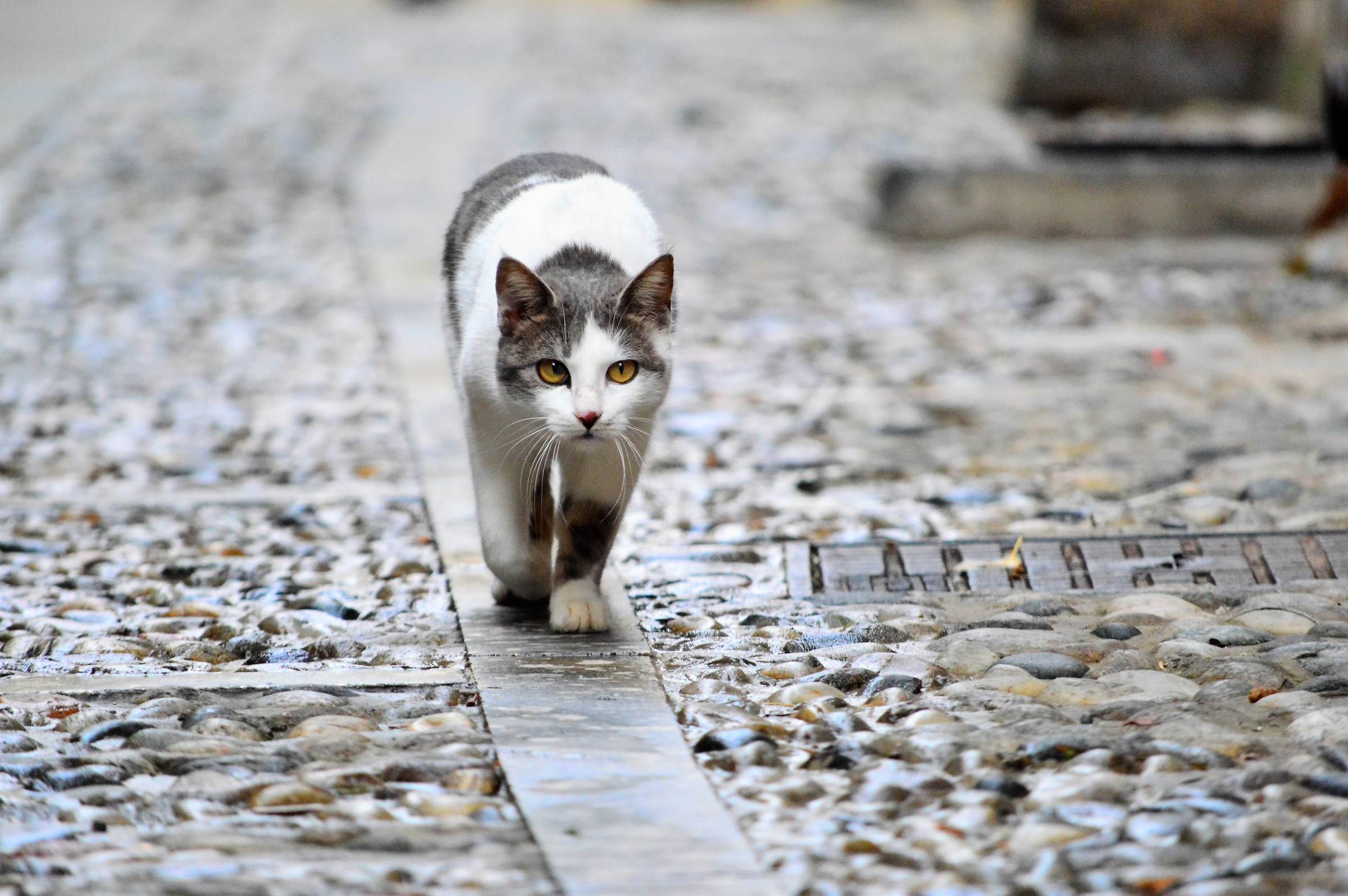 Zingaro di via Celeste