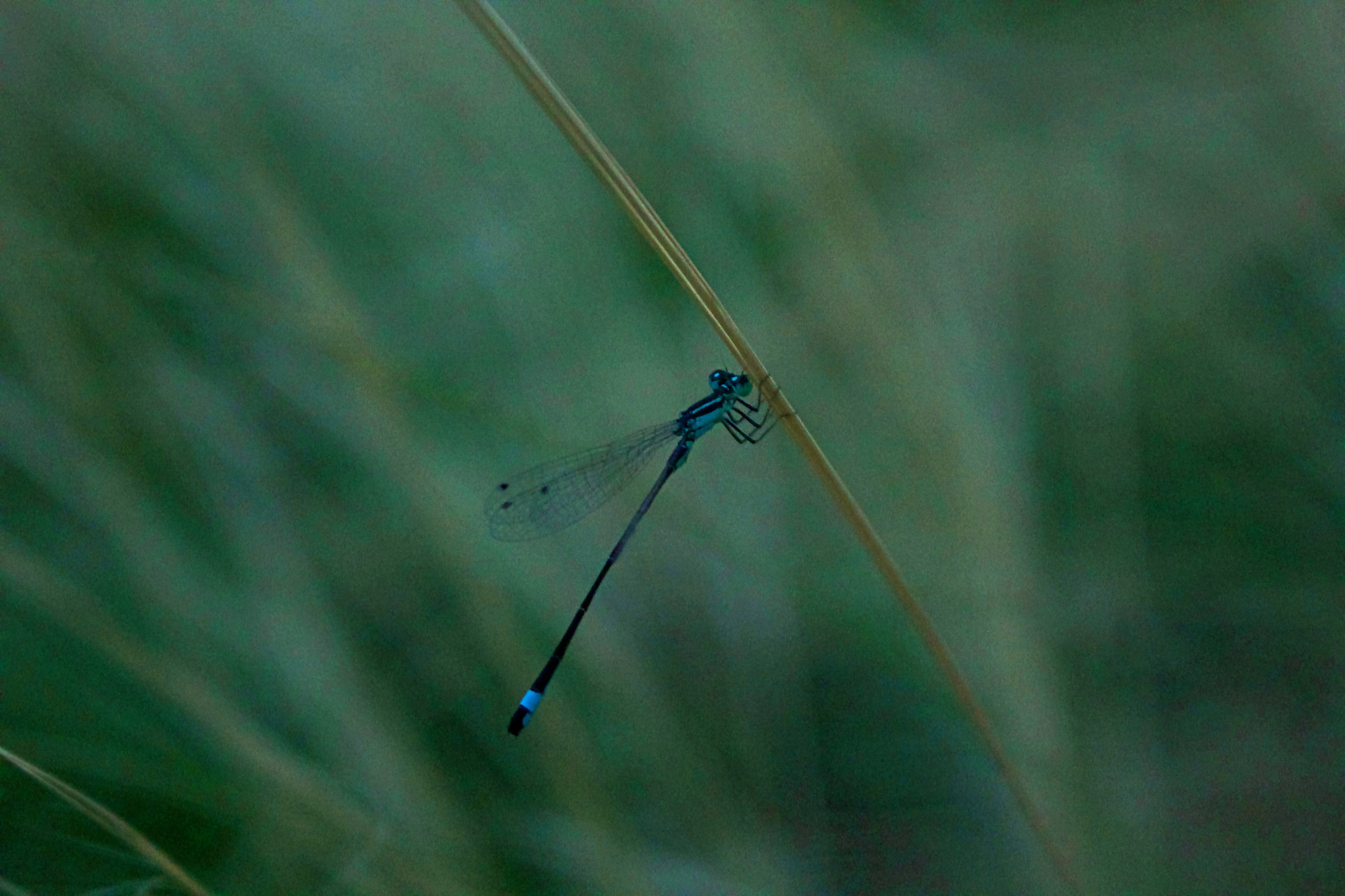 Libellula