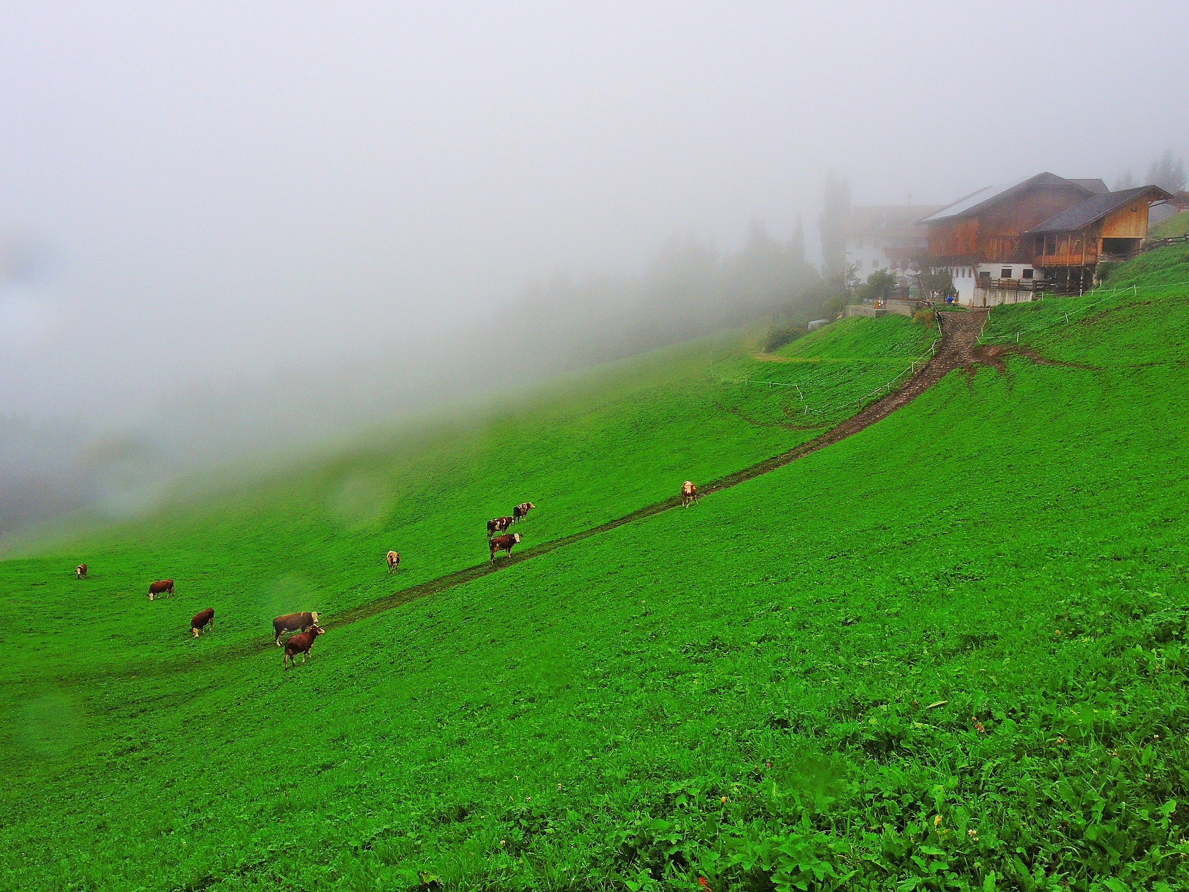 1870 - feconde melanconie BZ Plata di Falzes