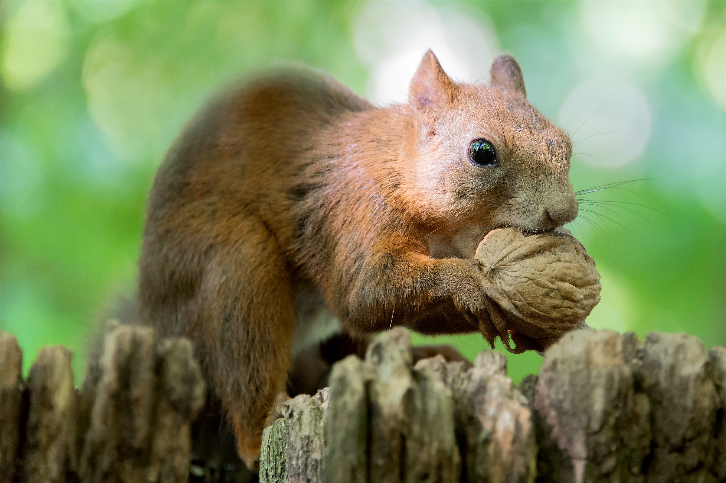 Scoiattolo comune - Parco di Monza
