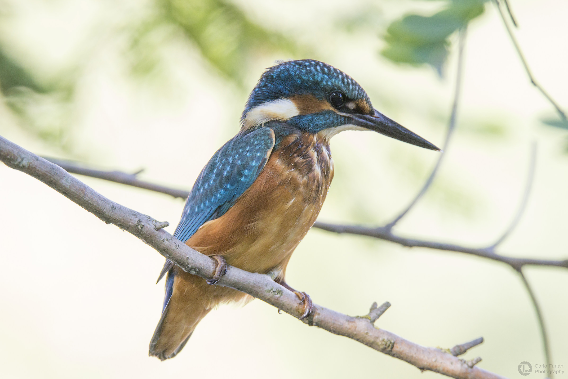 kingfisher