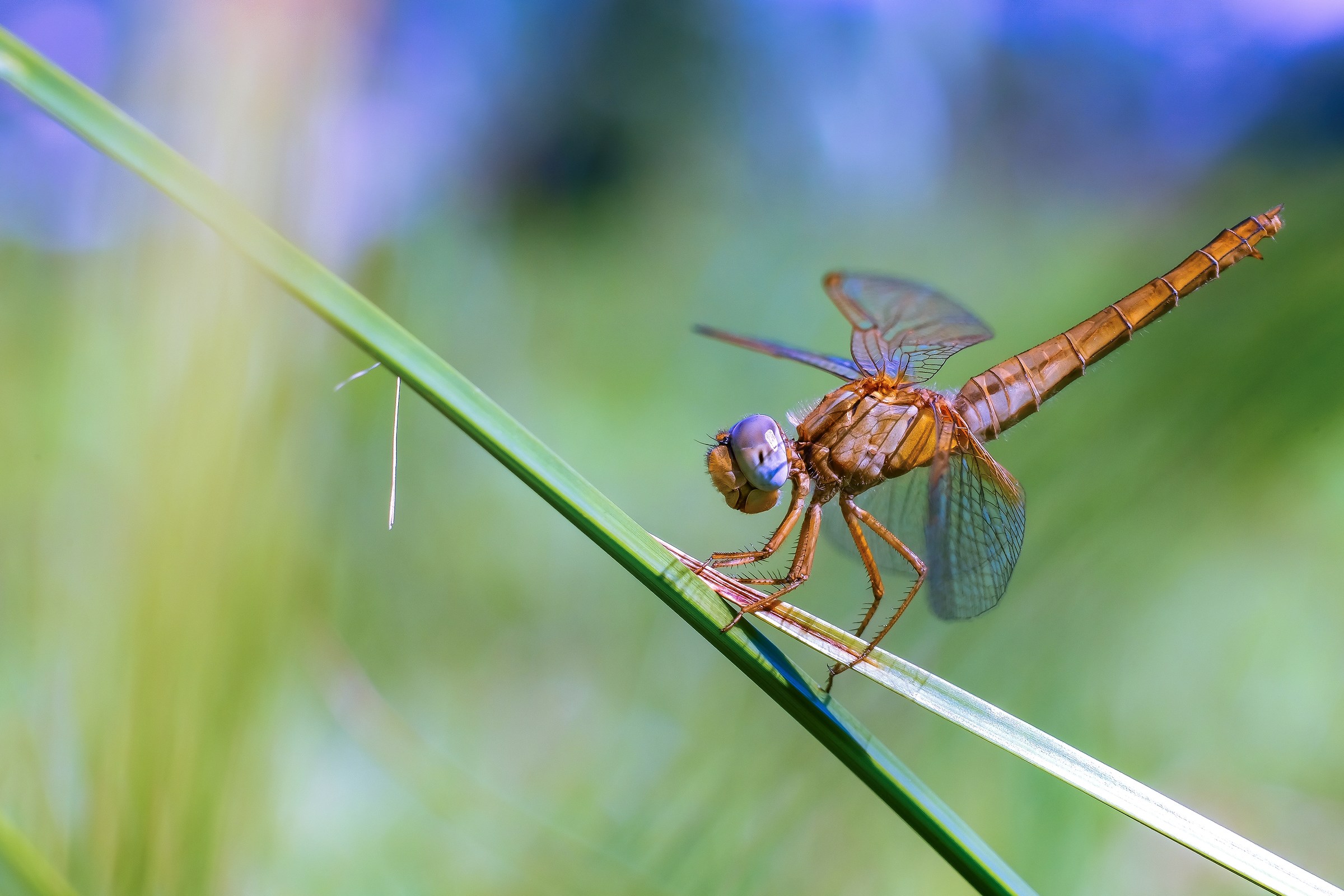 Dragonfly