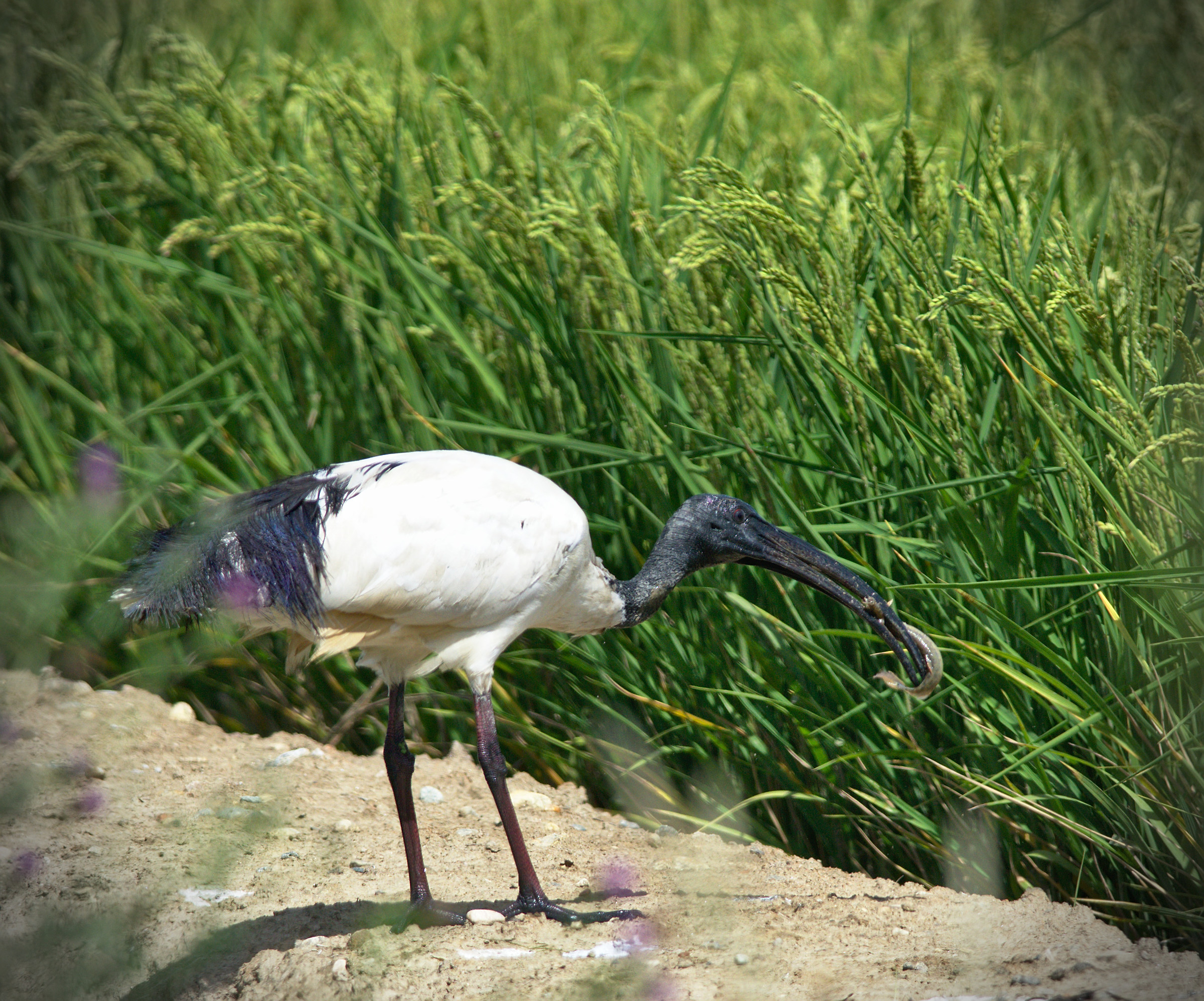 Taken on the first shot ...