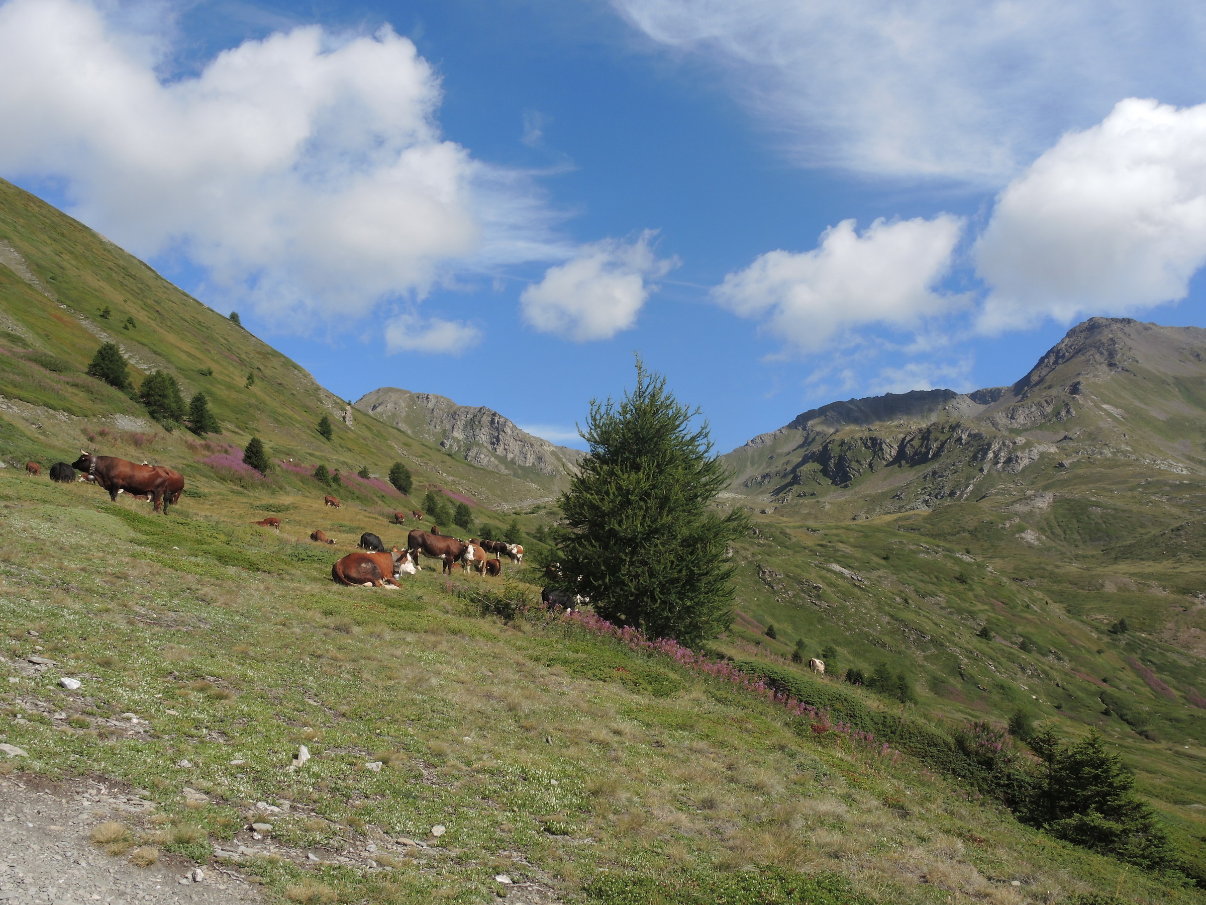 The freedom of the alp