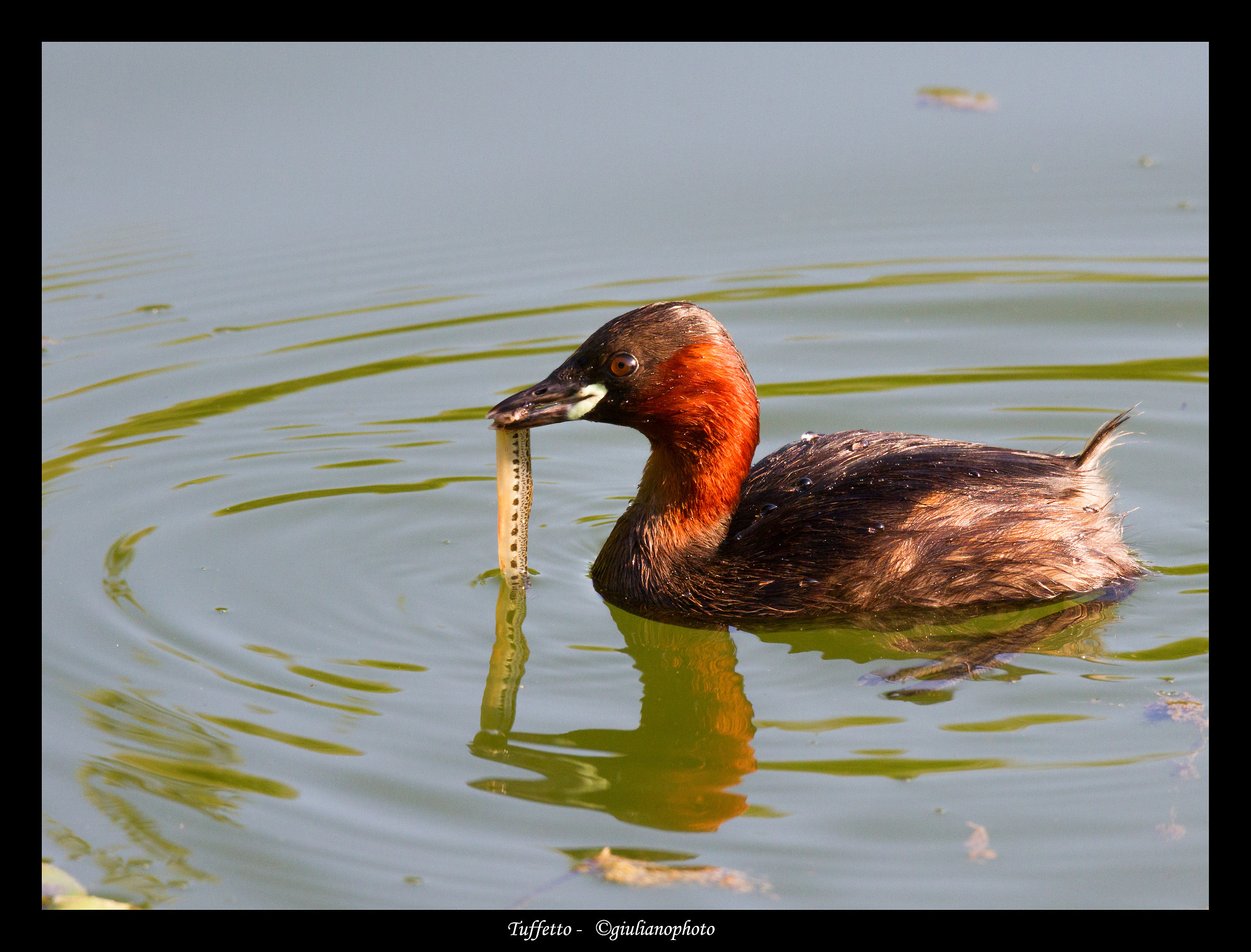 Tuff (Tachybaptus ruficollis)