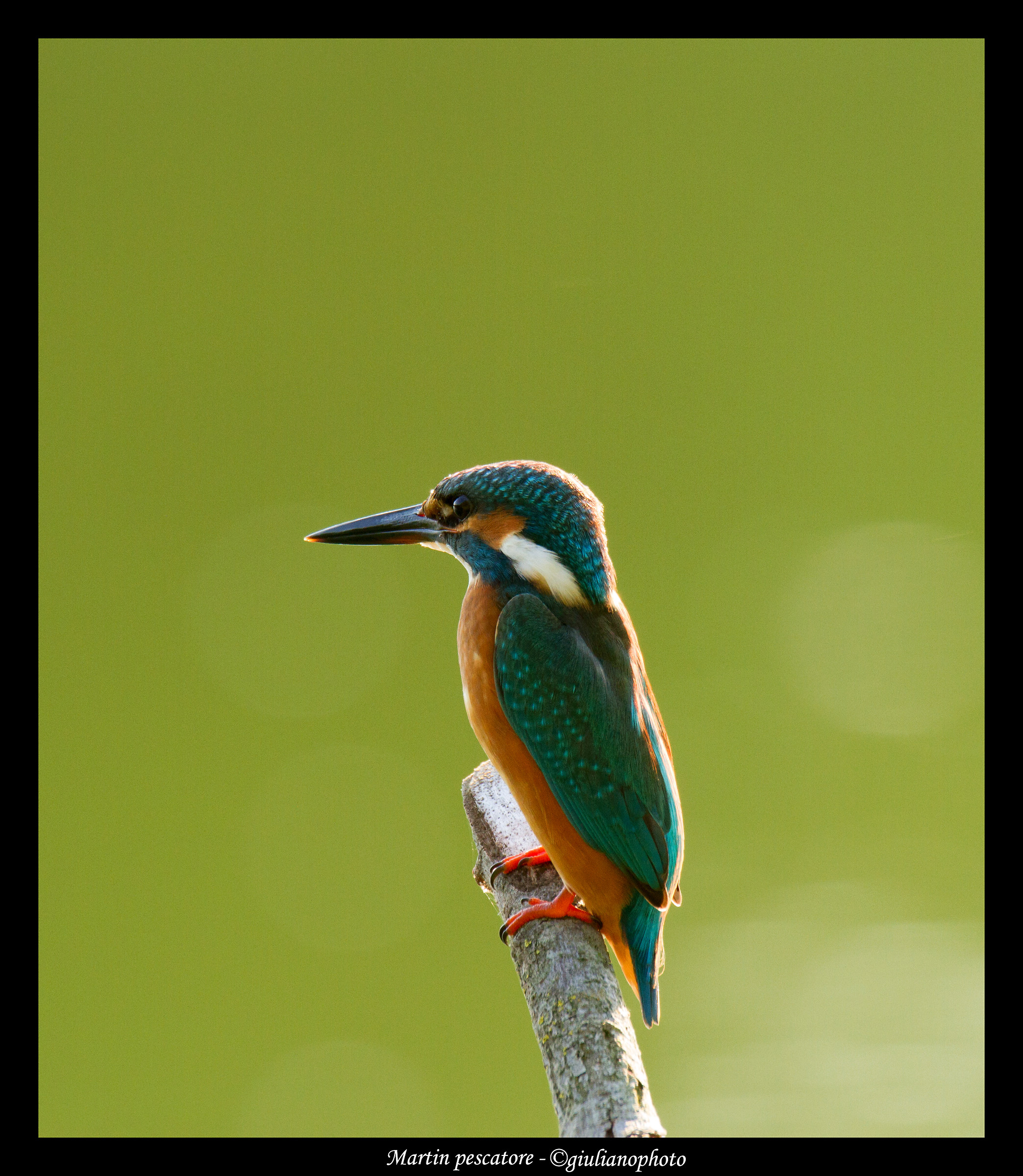 Fisherman Martin (Alcedo atthis)