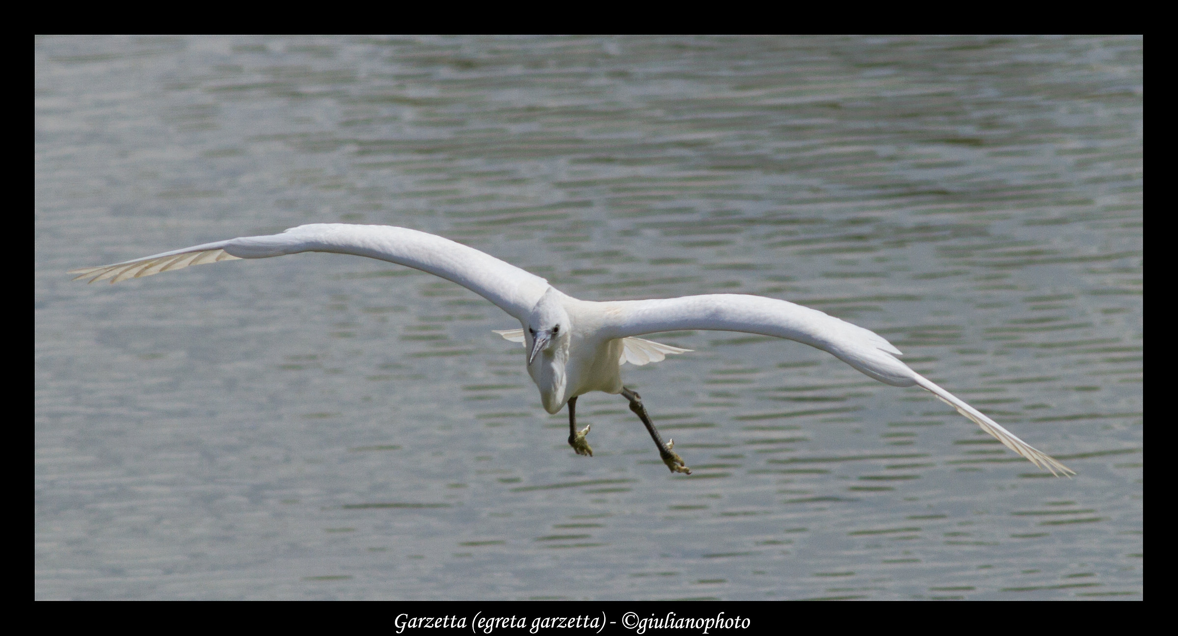 In flight (Egretta garzetta)