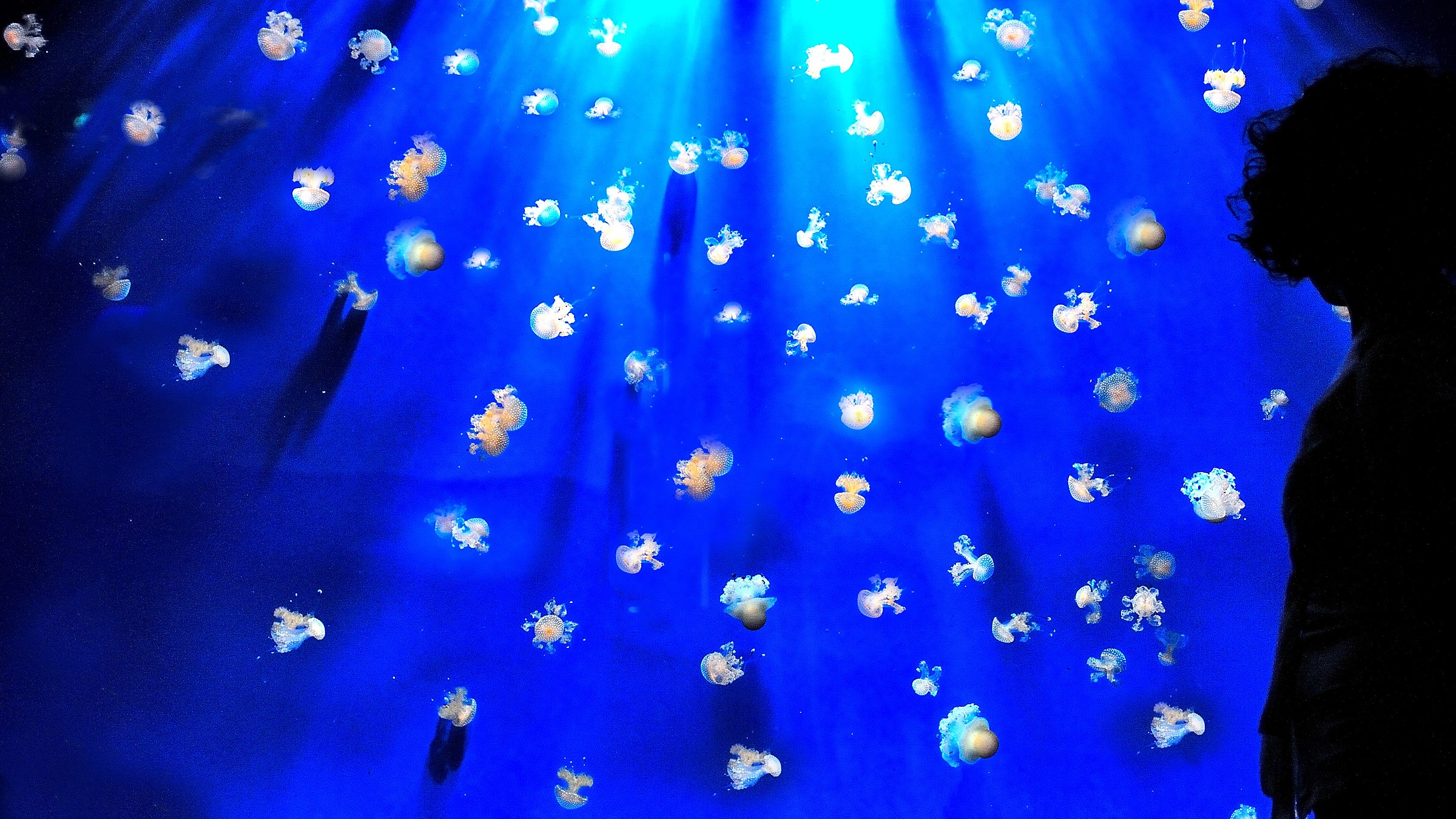 Back of woman with jellyfish