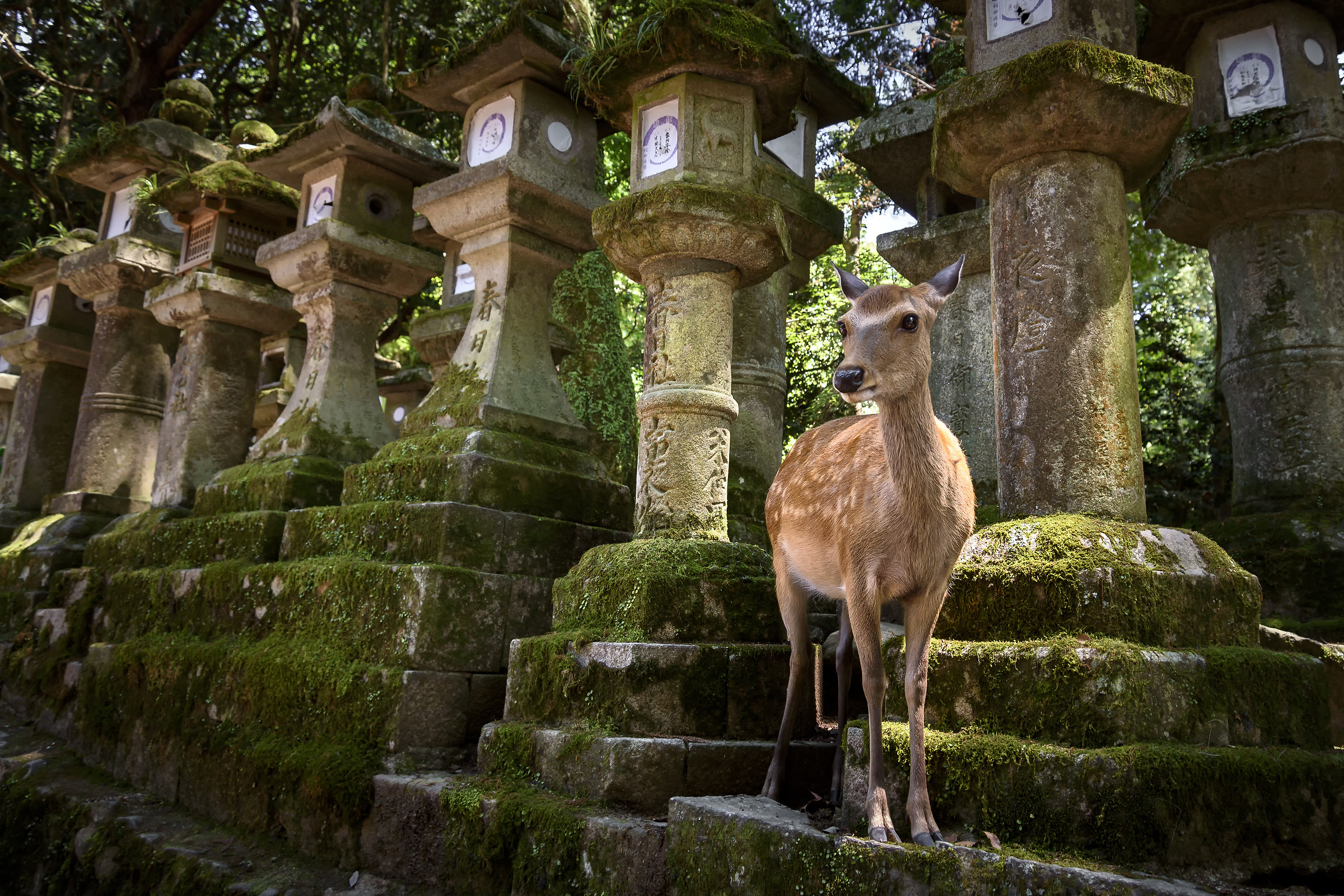 Nara Deer, Nara Park, Nara, Japan