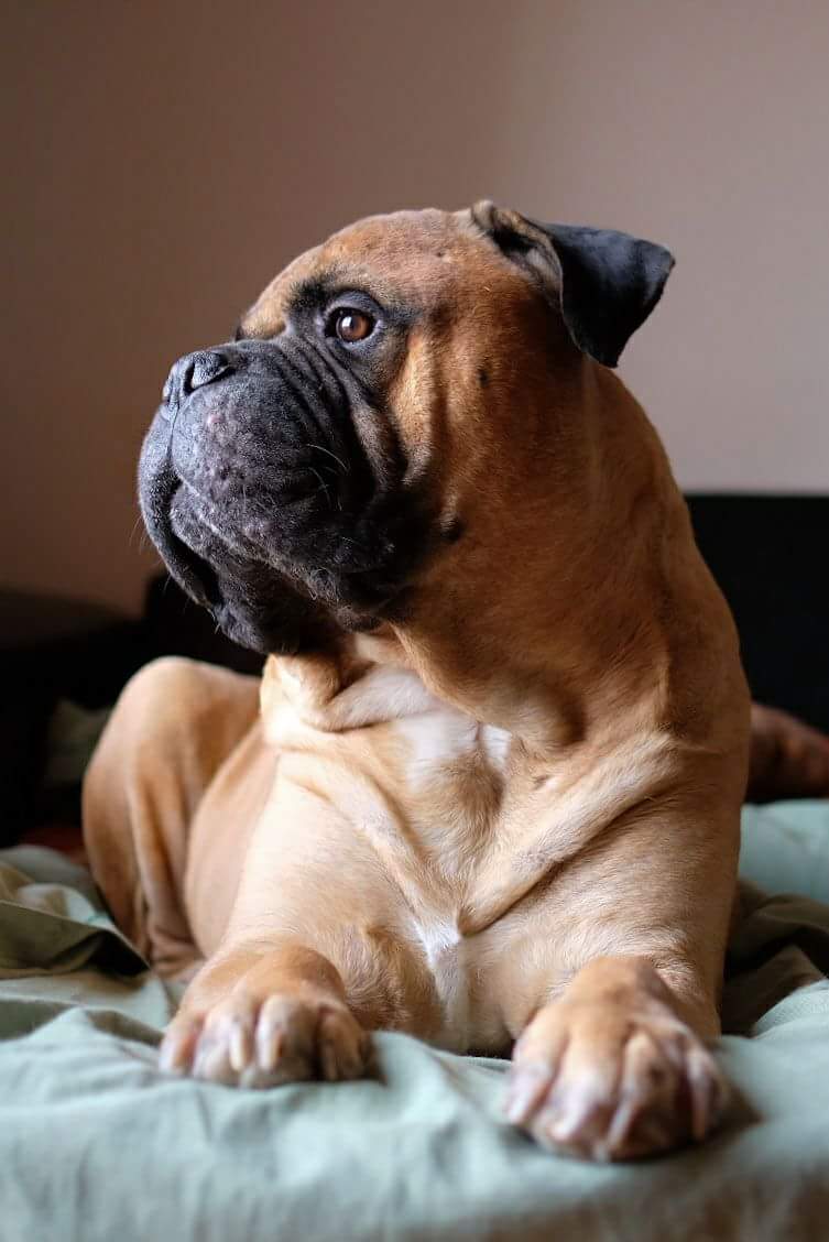 My Bullmastiff - Dalí ??