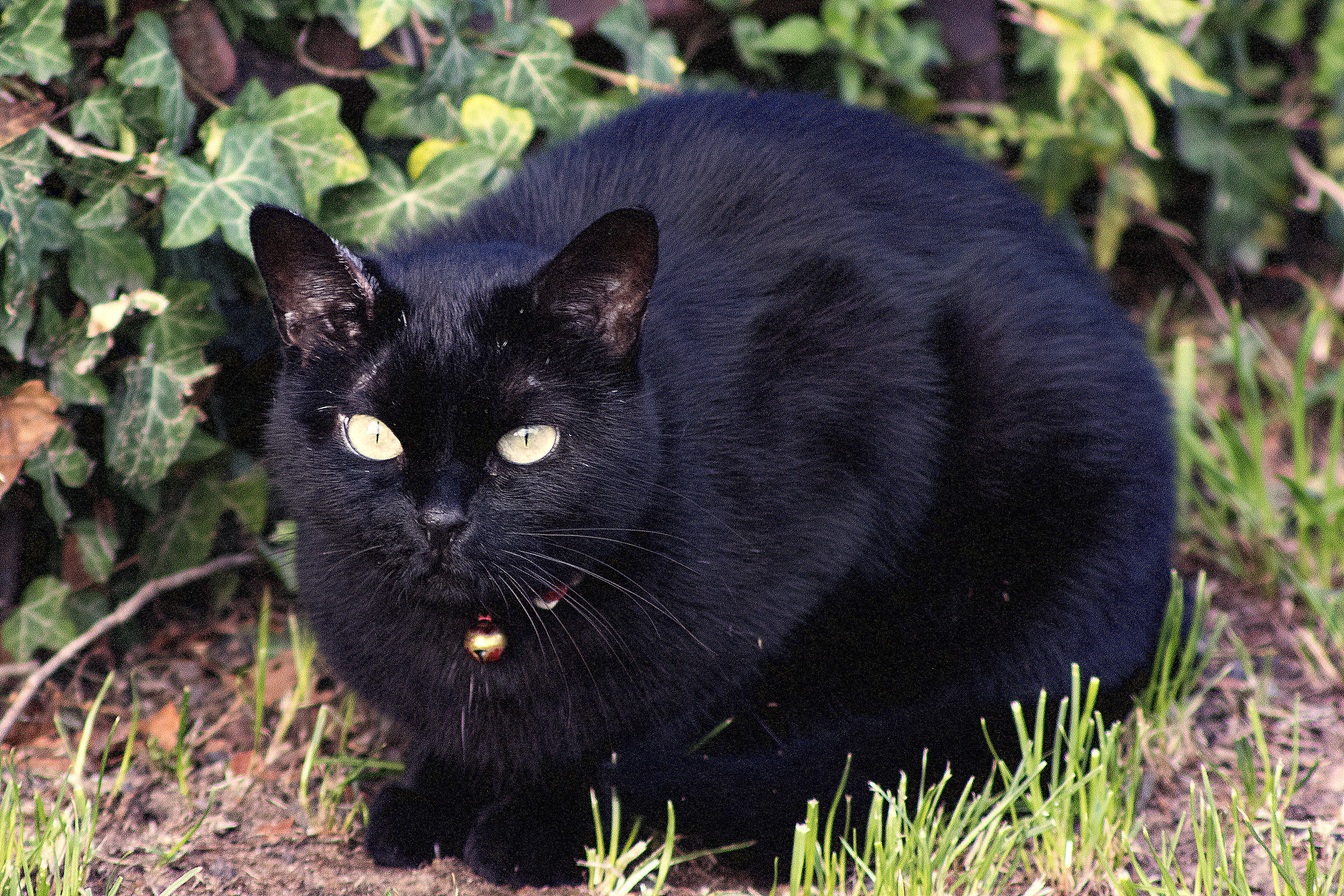 Se non c'è l'inquisizione ci sono anch'io
