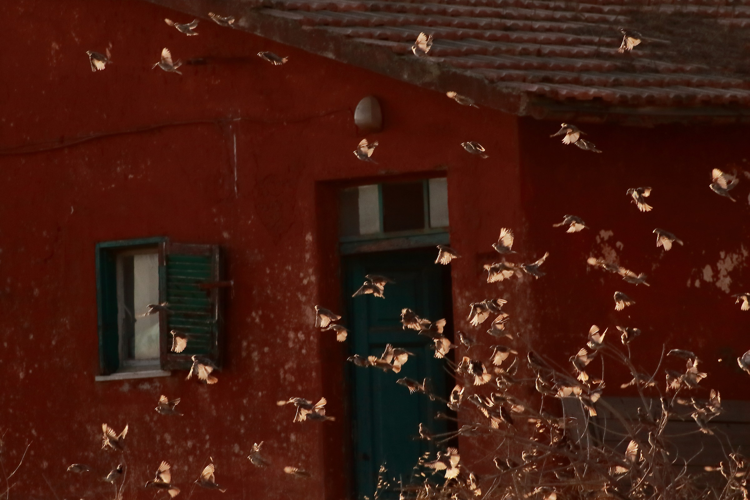 As leaves in the libeccio