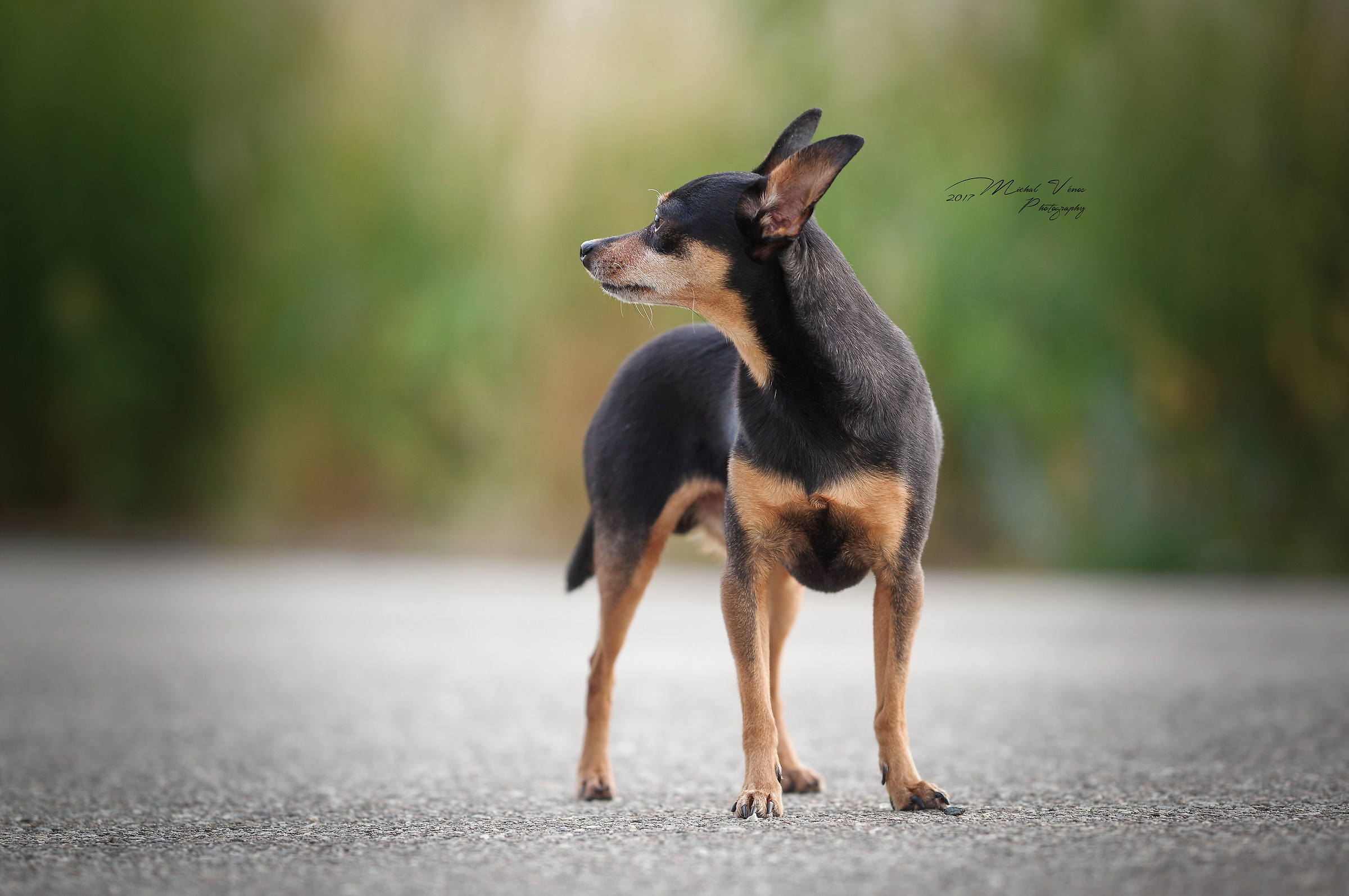 Pentax K-3 + Samyang 135/2