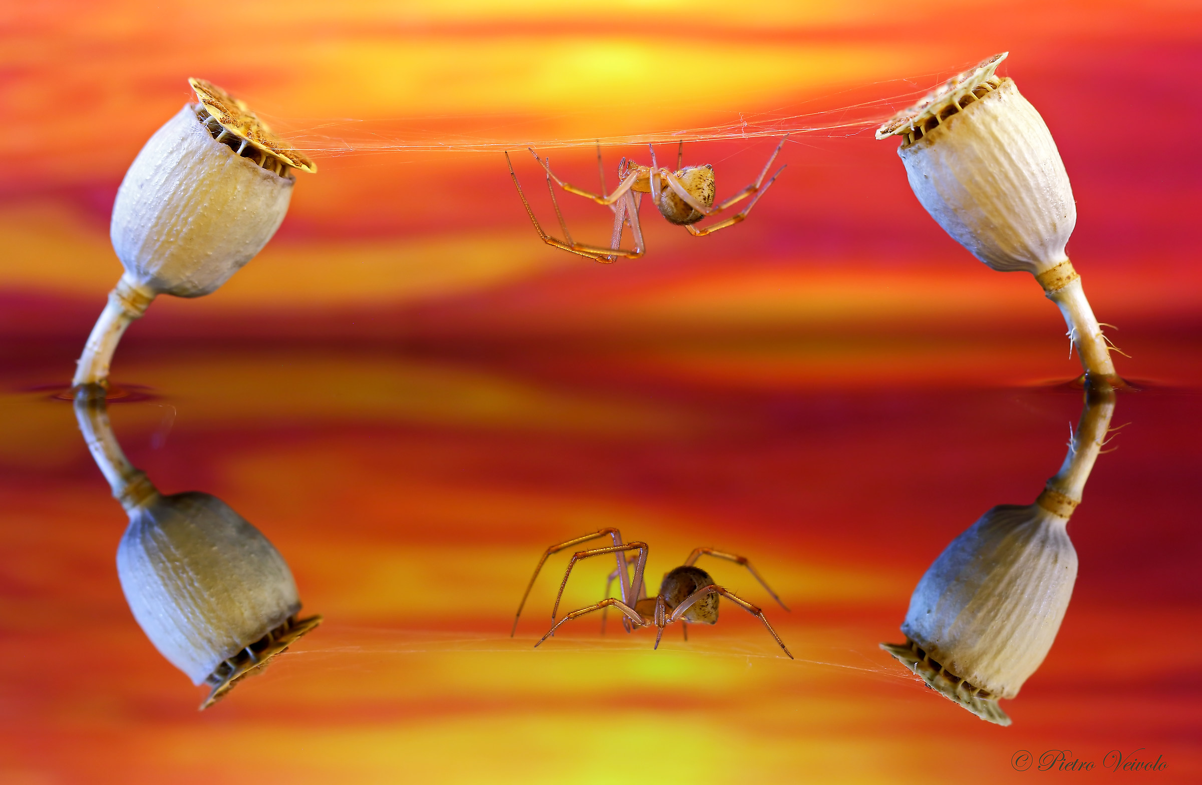 Riflessi al tramonto in laguna