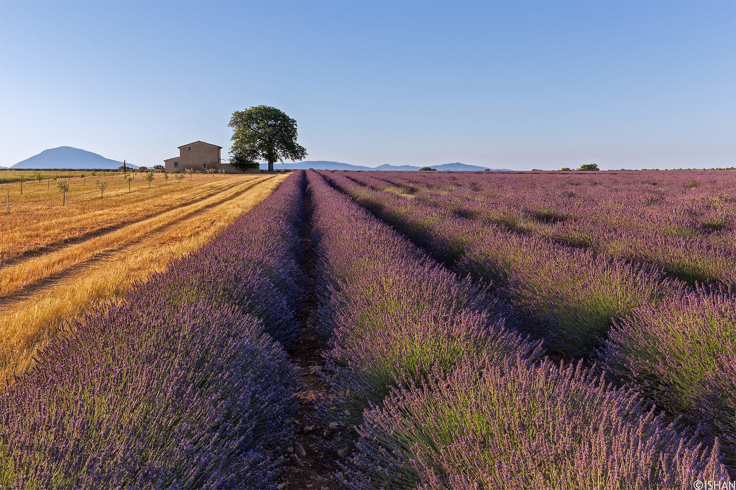 Valensole