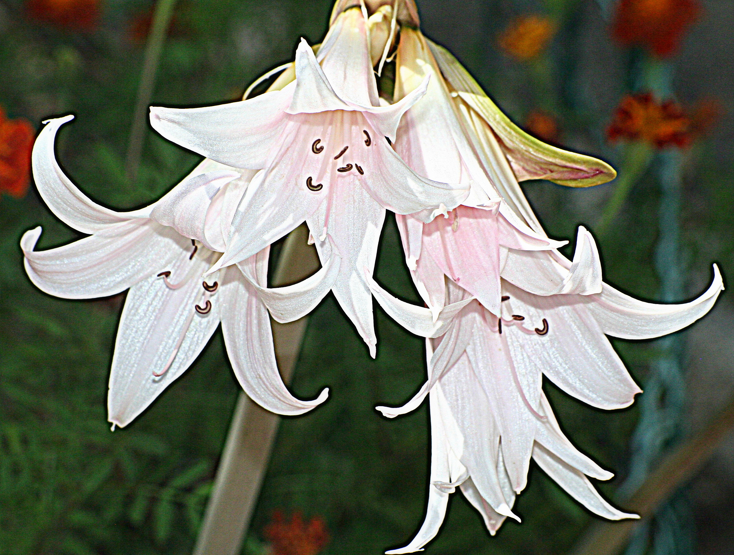 amaryllis belladonna