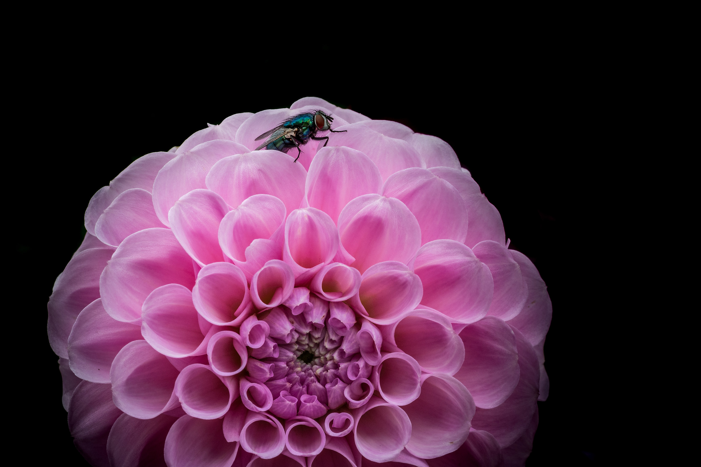 Resting On Pink Cushions