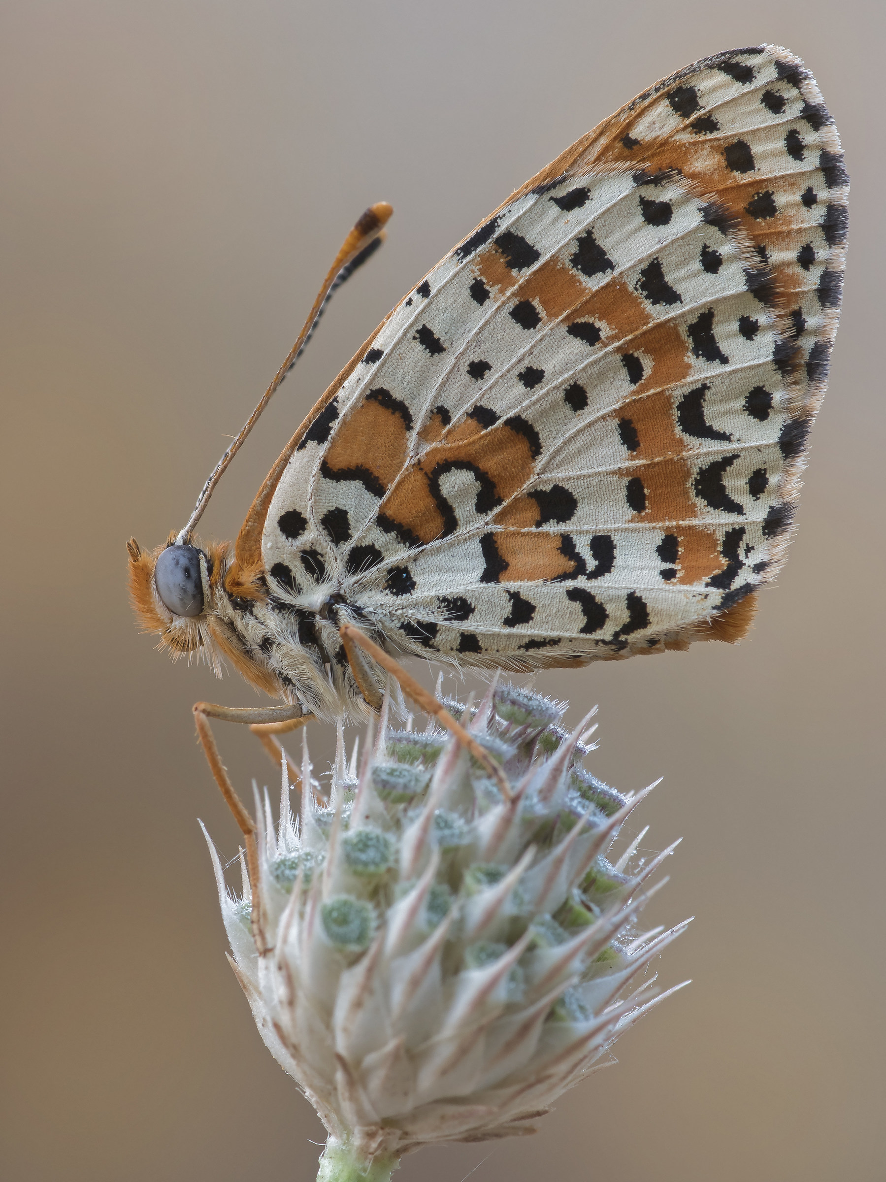 Melitea didyma (Esper, 1779)