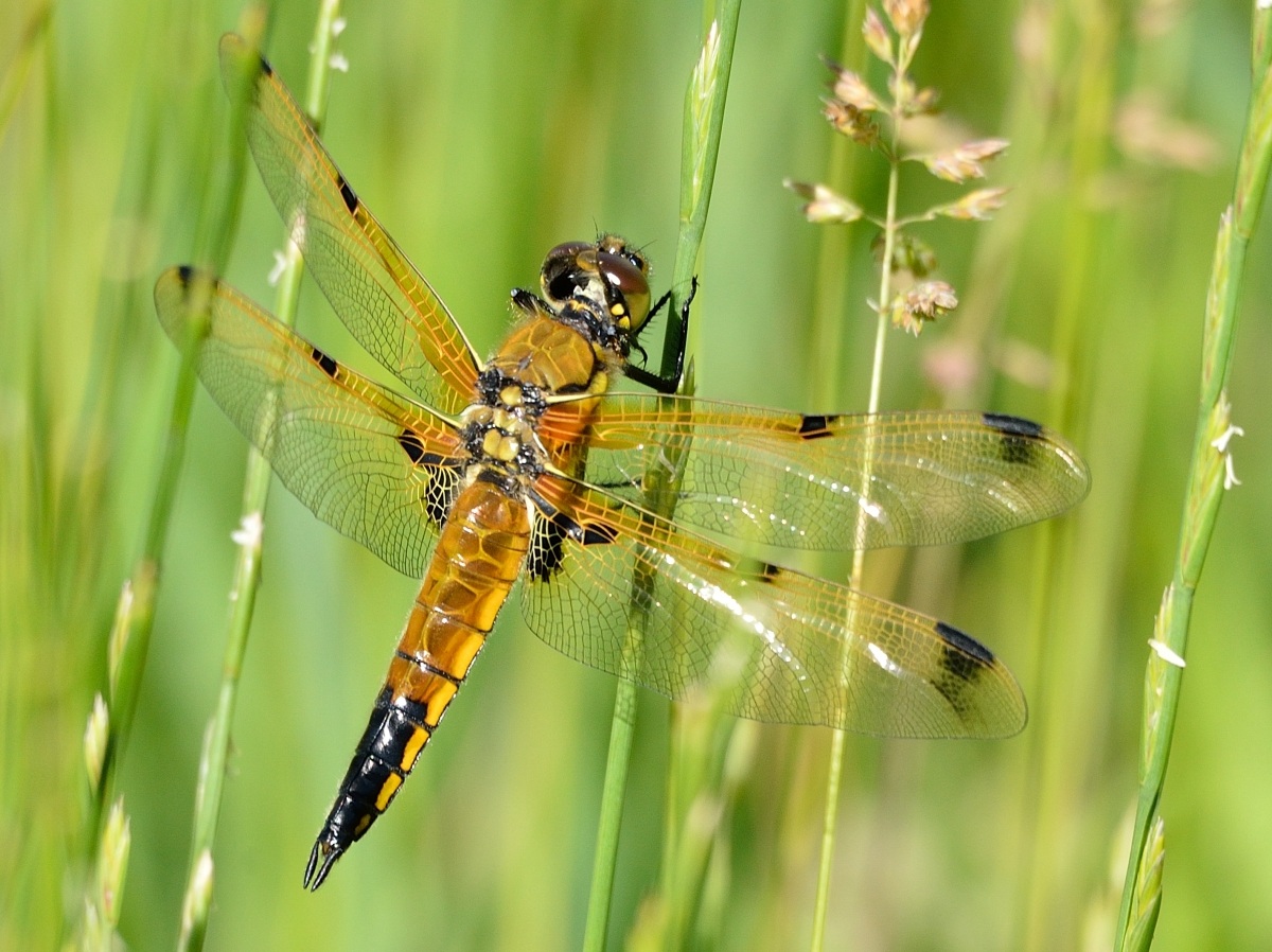 Libellula gialla