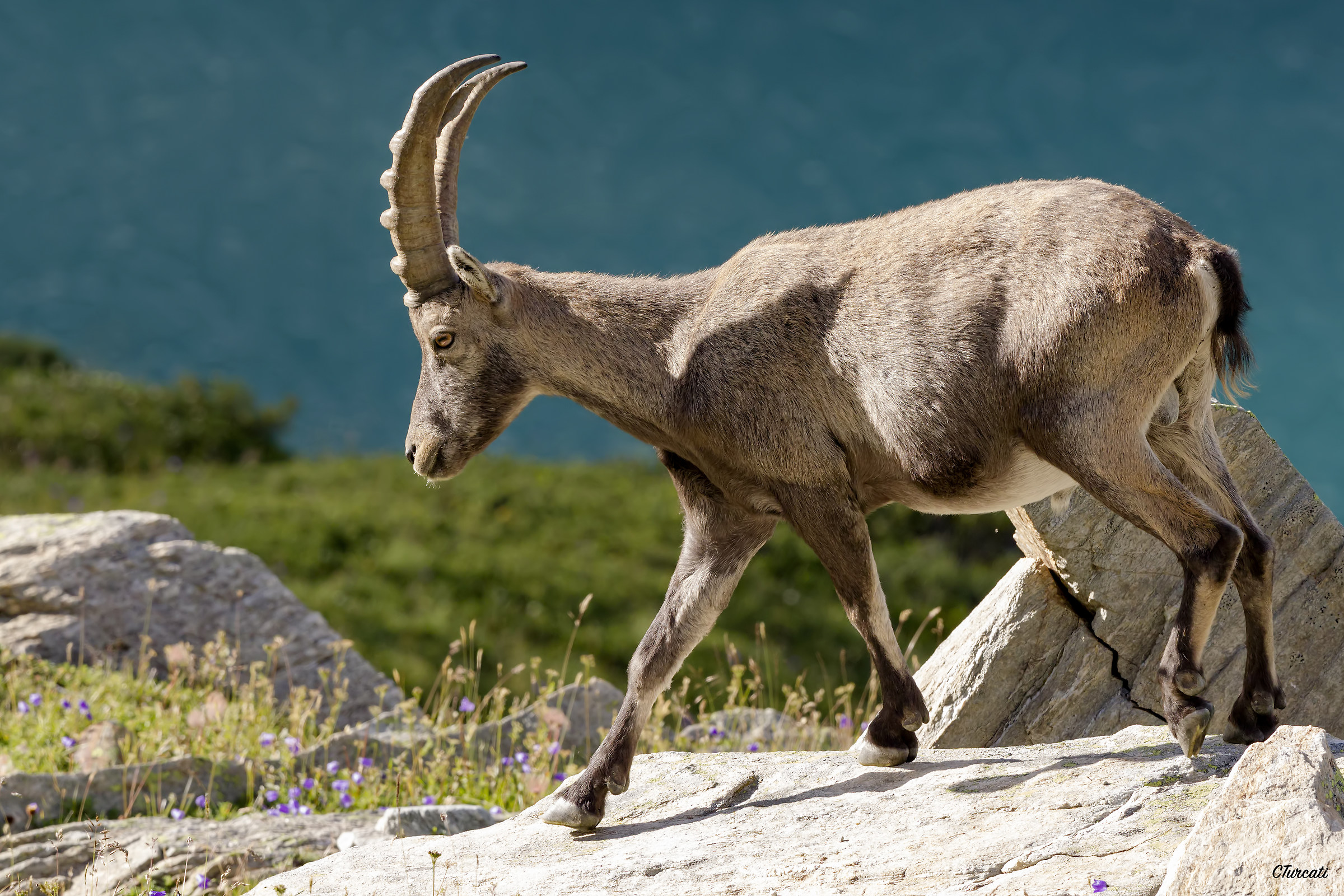 Stambecco_Gran_Paradiso_08_2017