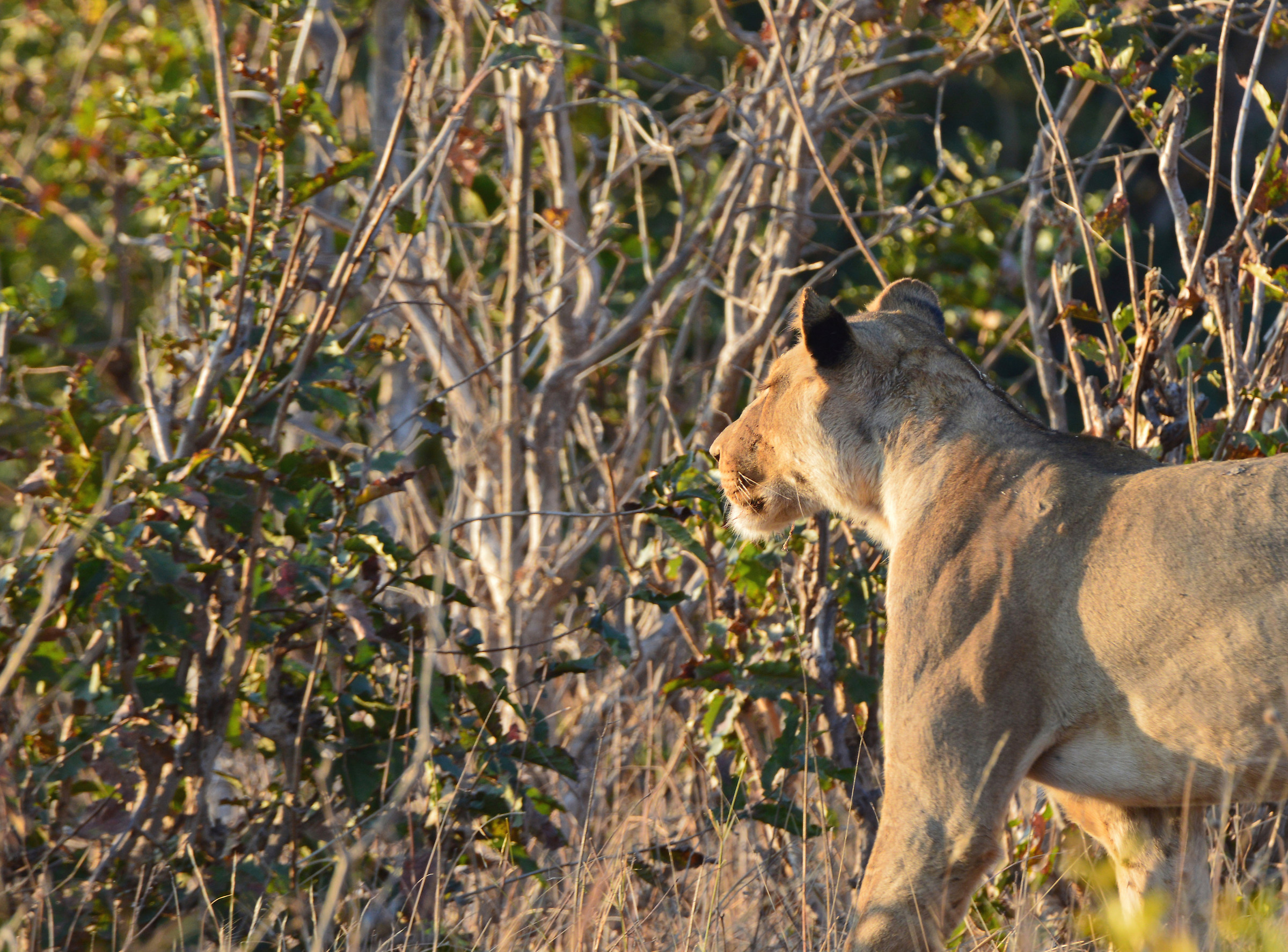 My dinner is there ....