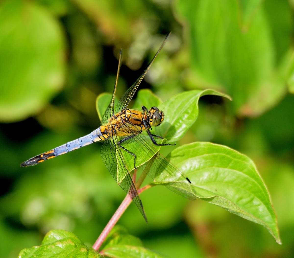 Libellula blu