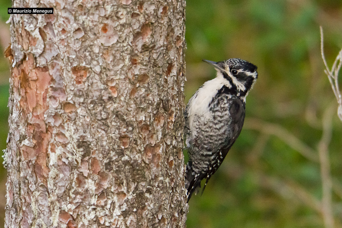Woodpecker female thighs