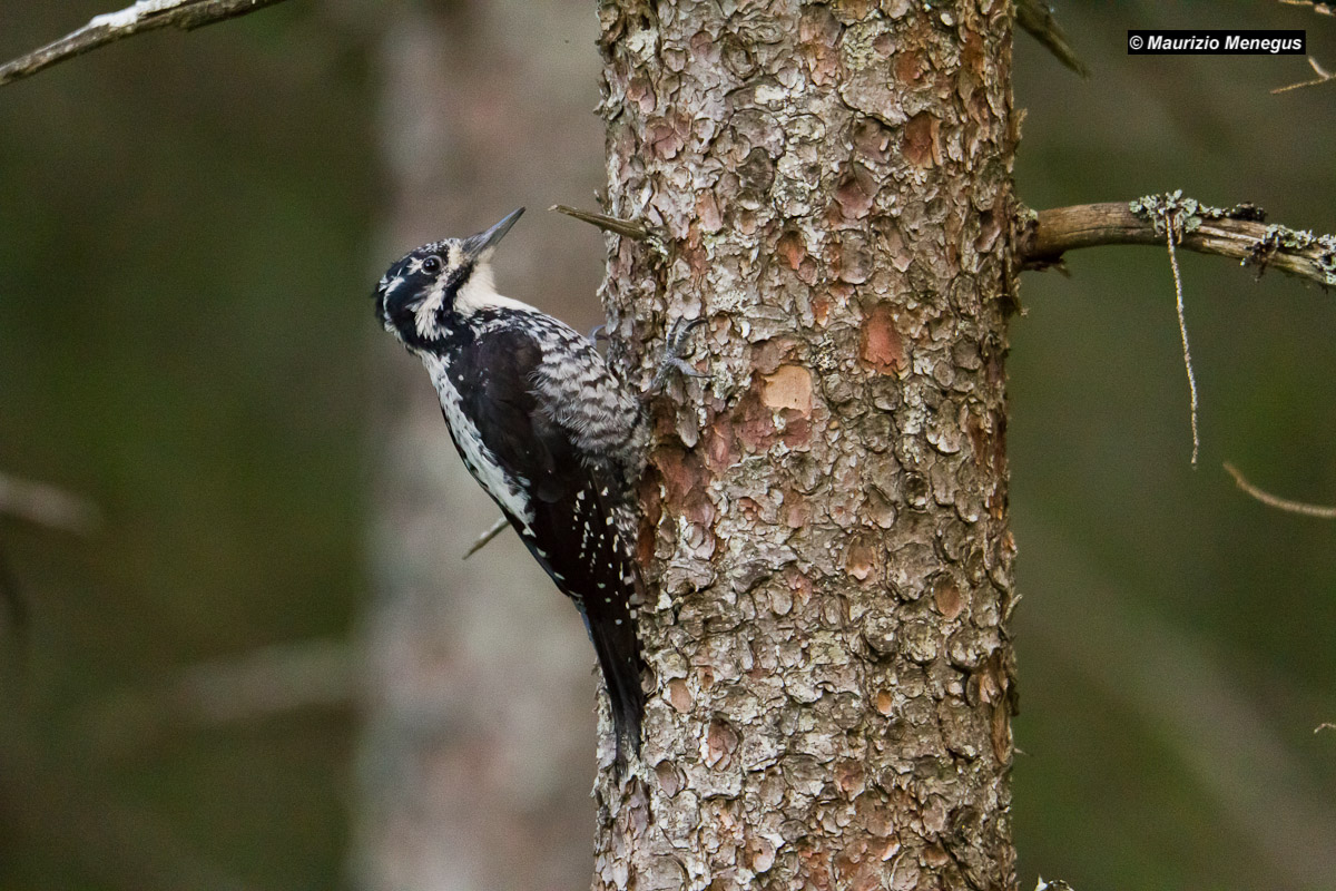 Woodpecker female thighs