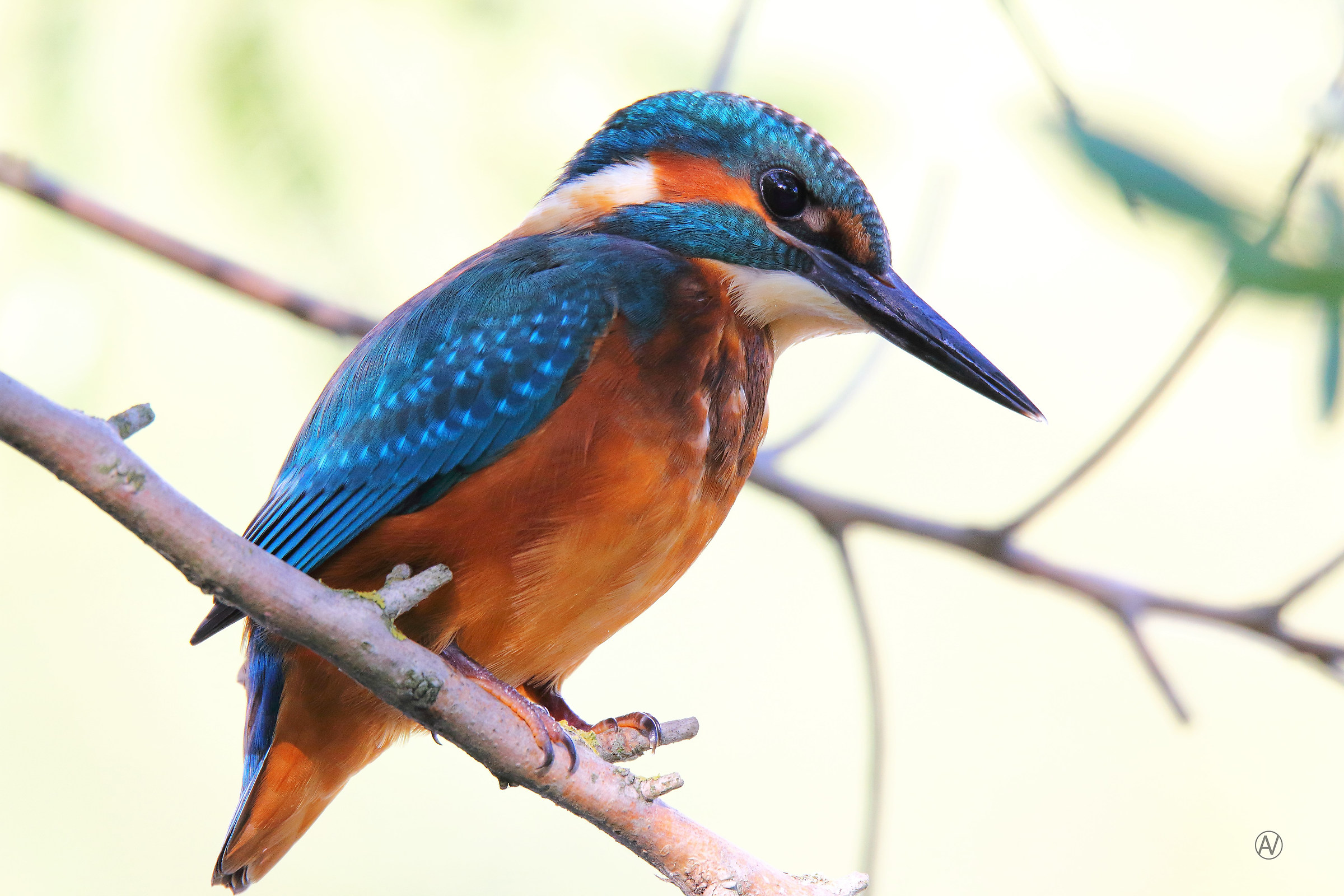 Alcedo Atthis