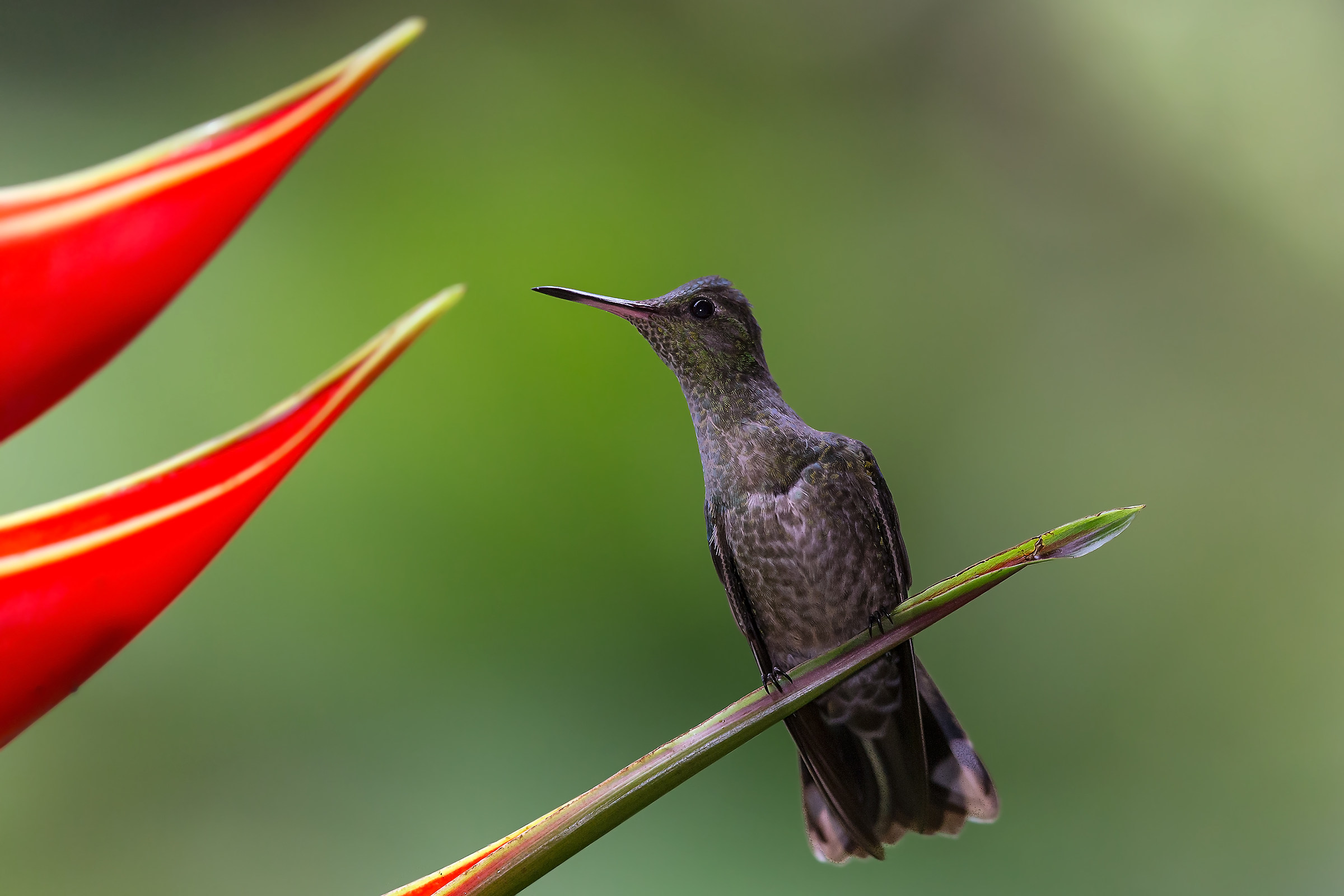 Amazilia codarossiccia(Amazilia tzacatl)
