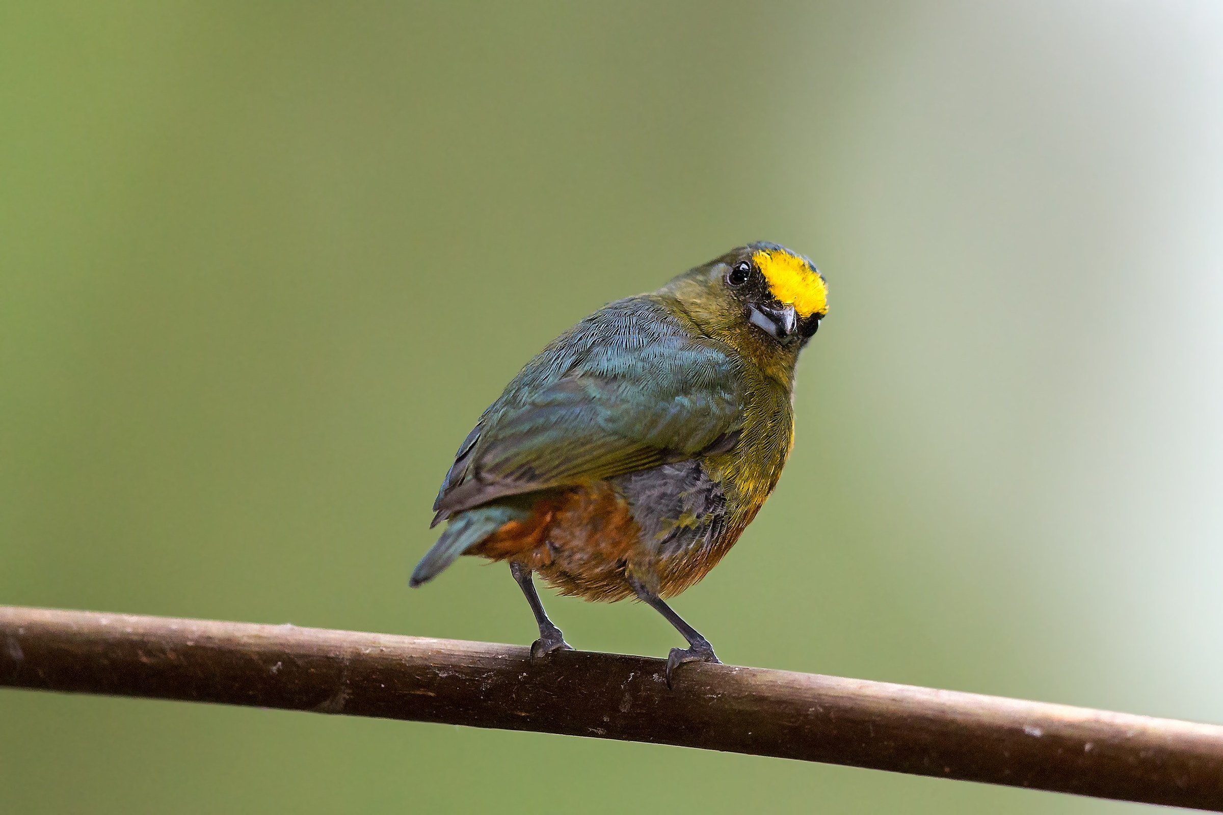 Euphonia dorsoliva(Euphonia gouldi)