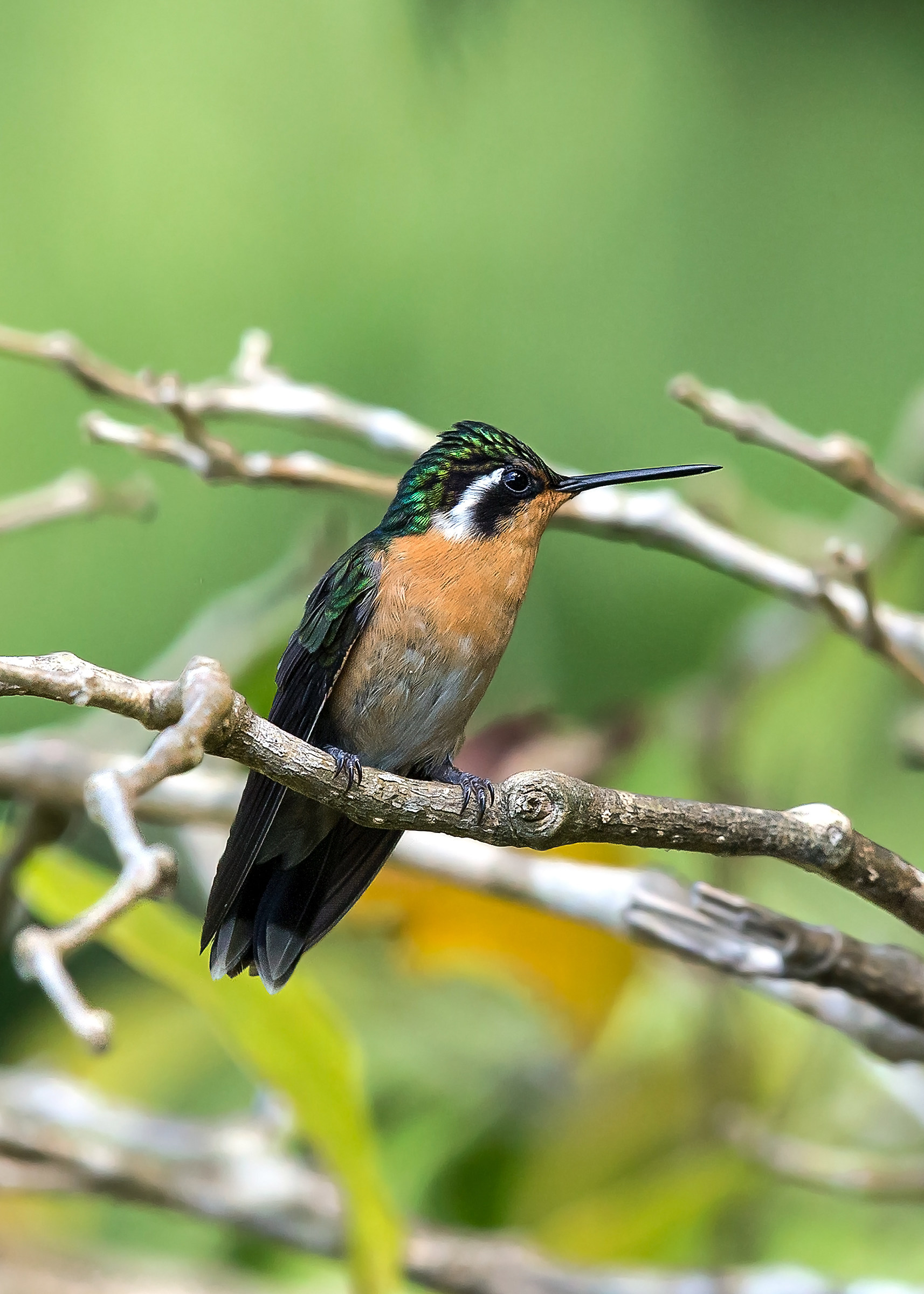 Orogemma golaviola(Lampornis calolaemus)