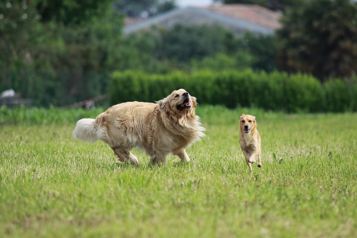 A really fun game ........ tracking