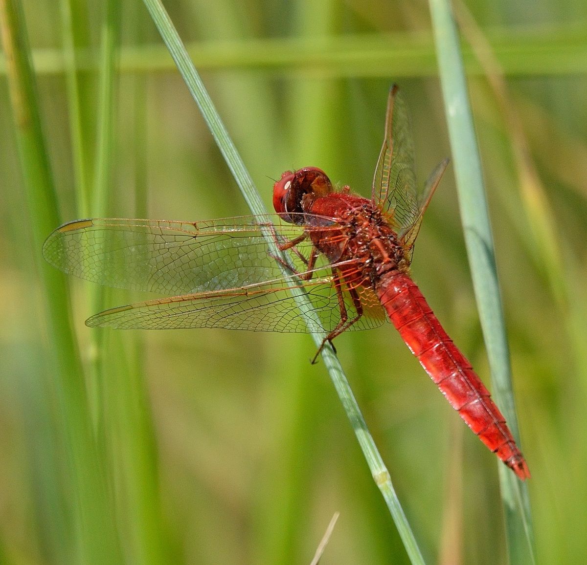 Libellula rossa (Crocothemis erythraea)