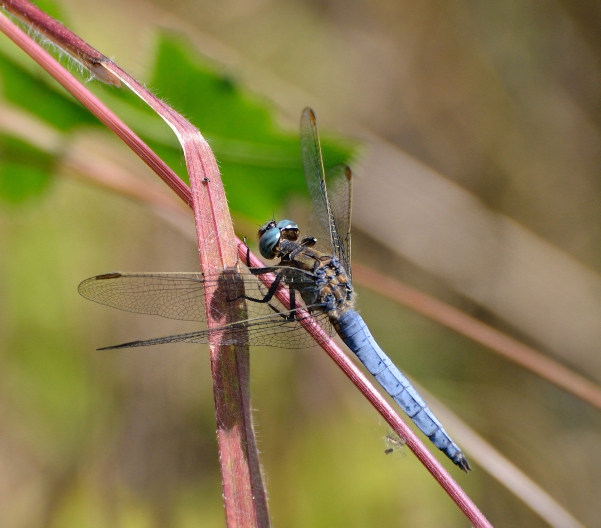 Libellula blu